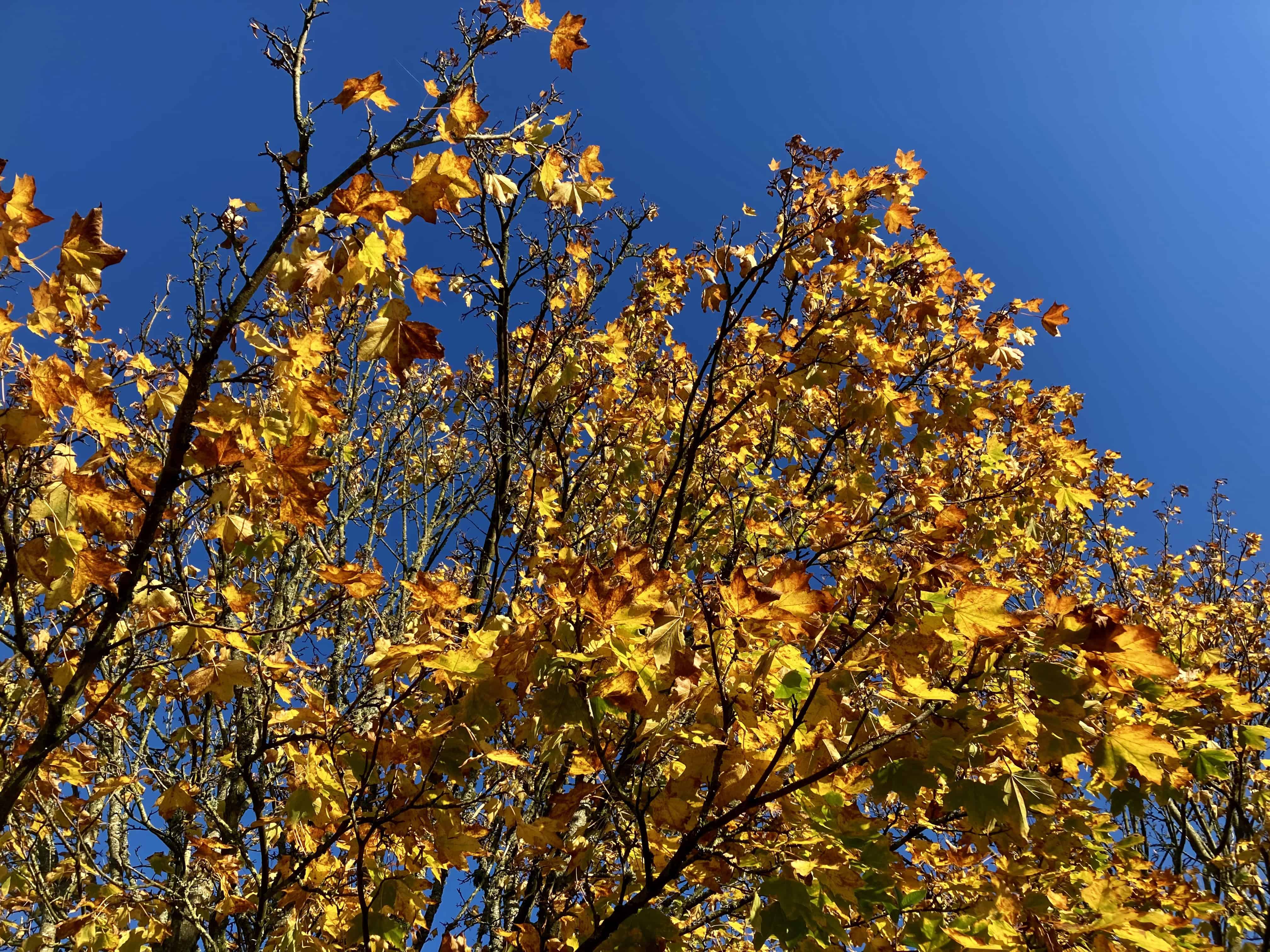 Autumn Tree — FOTD Oct 17