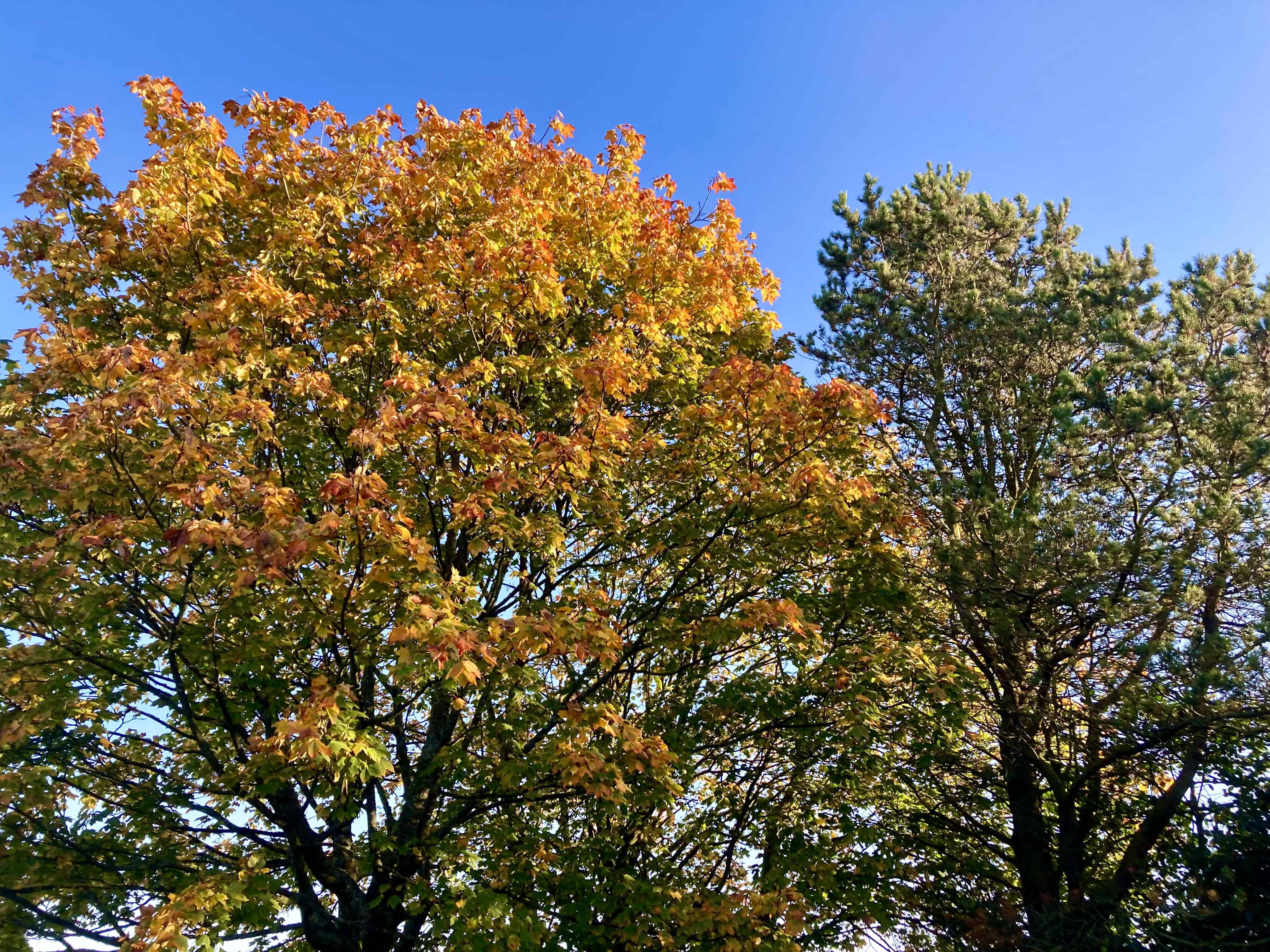 Autumn Trees — Weekend FOTD Oct 19/20