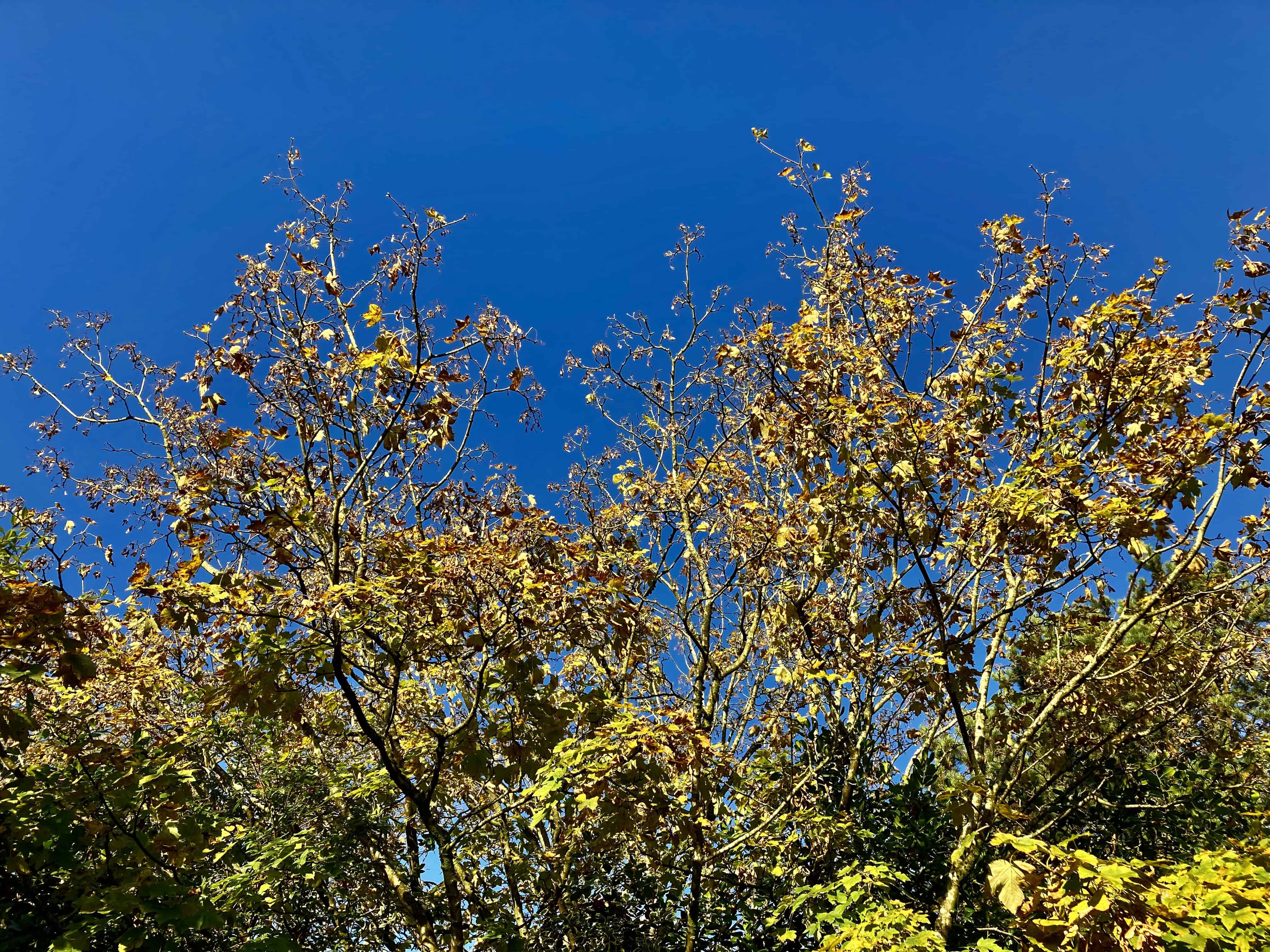 Autumn Trees — FOTD Oct 24