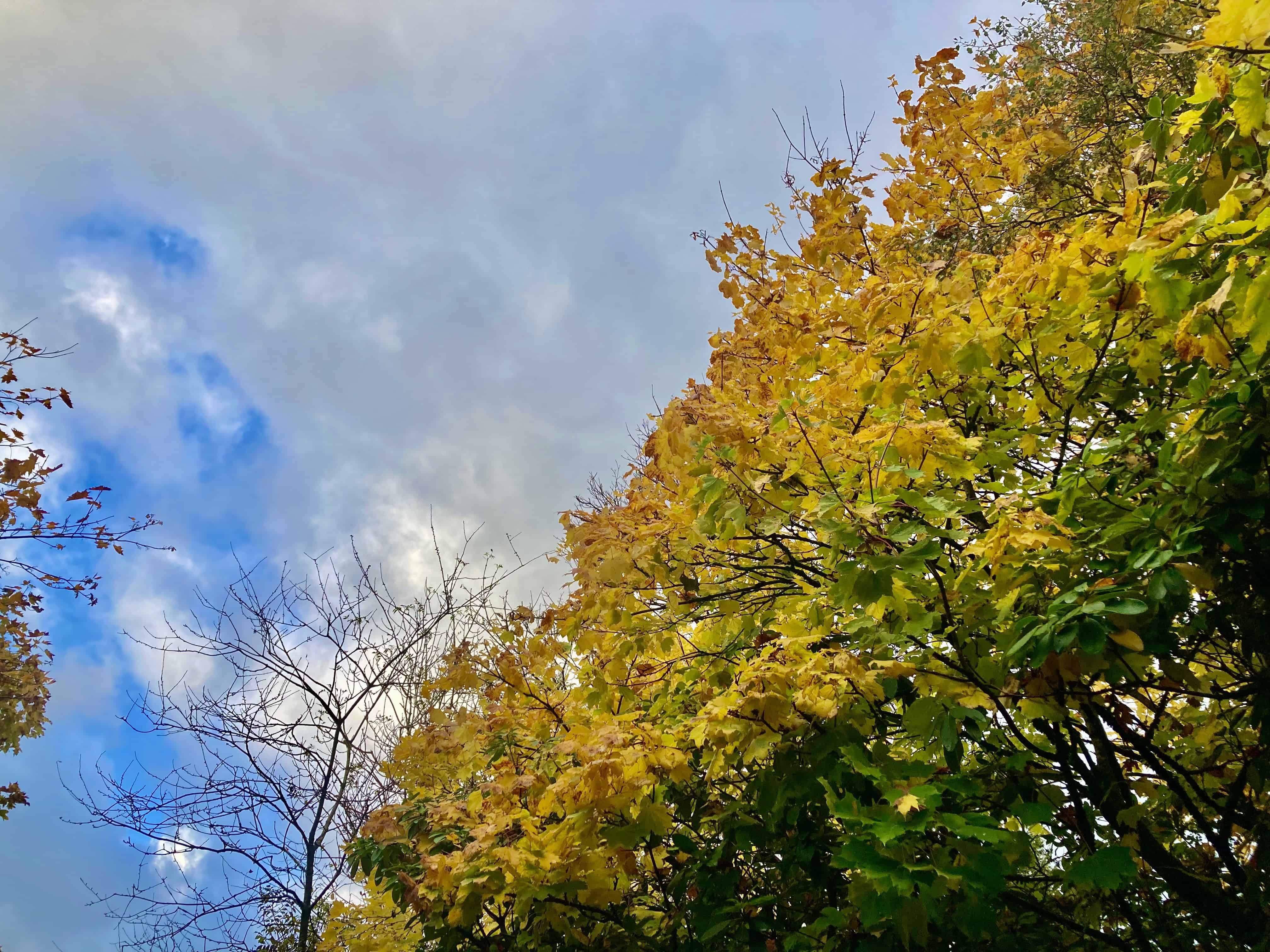 Autumn Trees — FOTD Oct 21