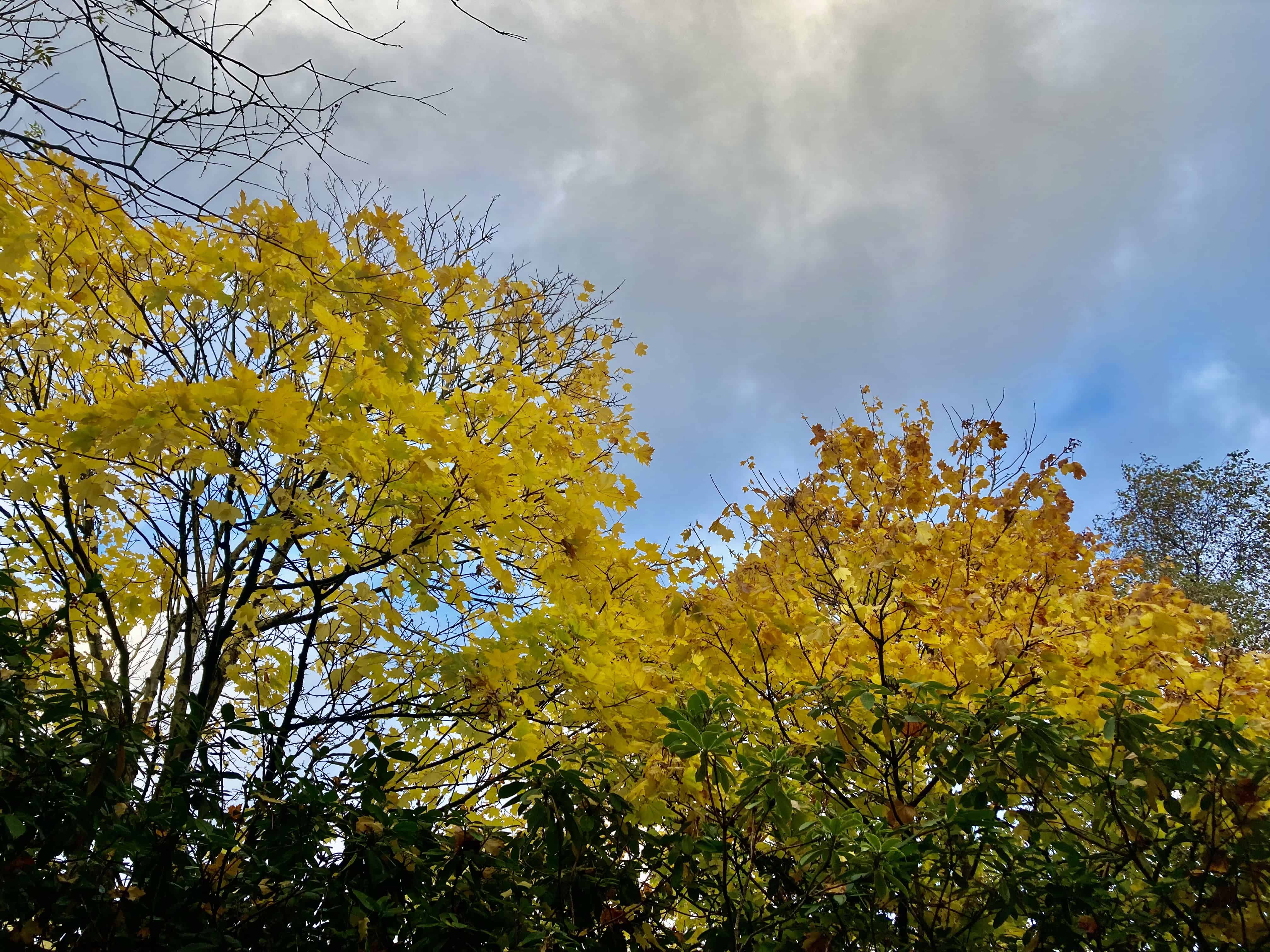 Autumn Trees — FOTD Oct 23