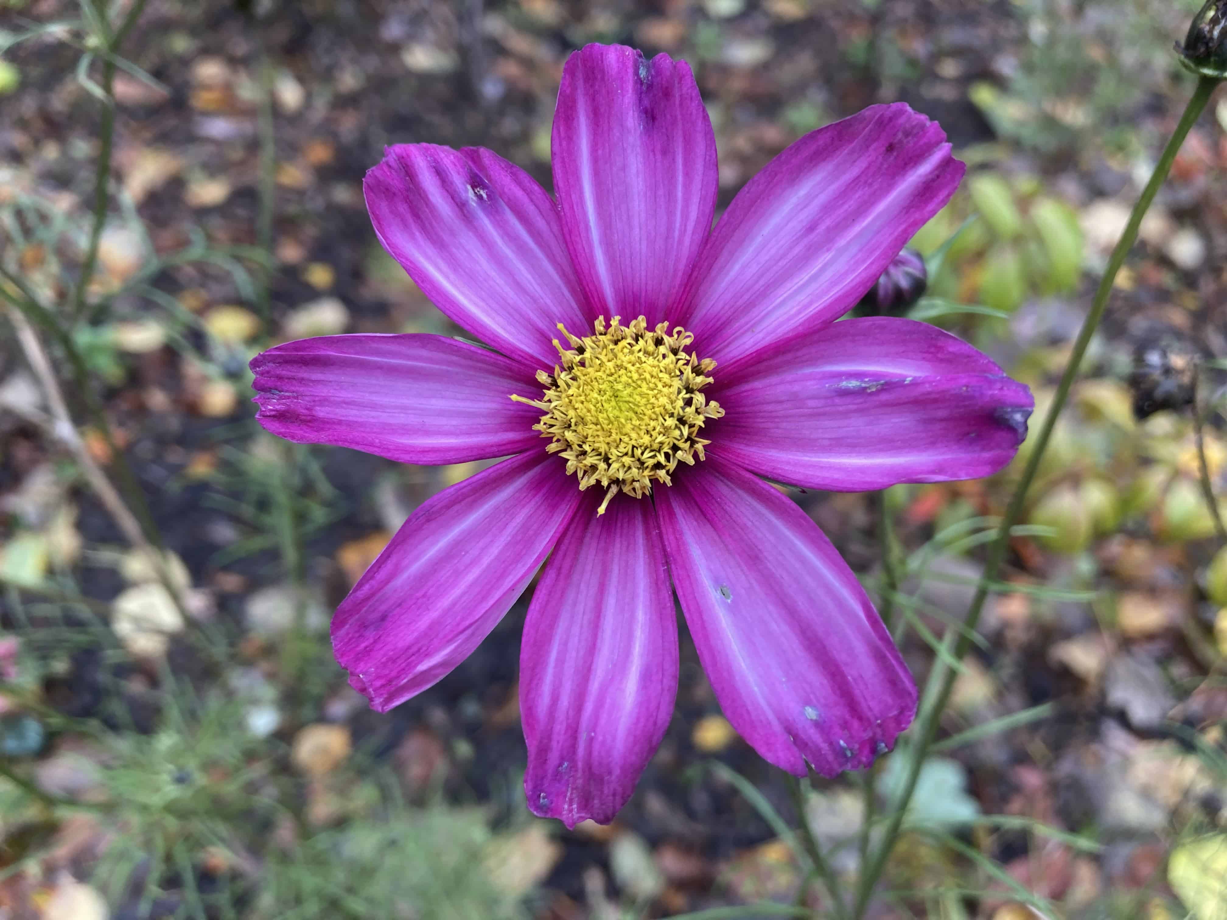 Garden Cosmos — FOTD Oct 25