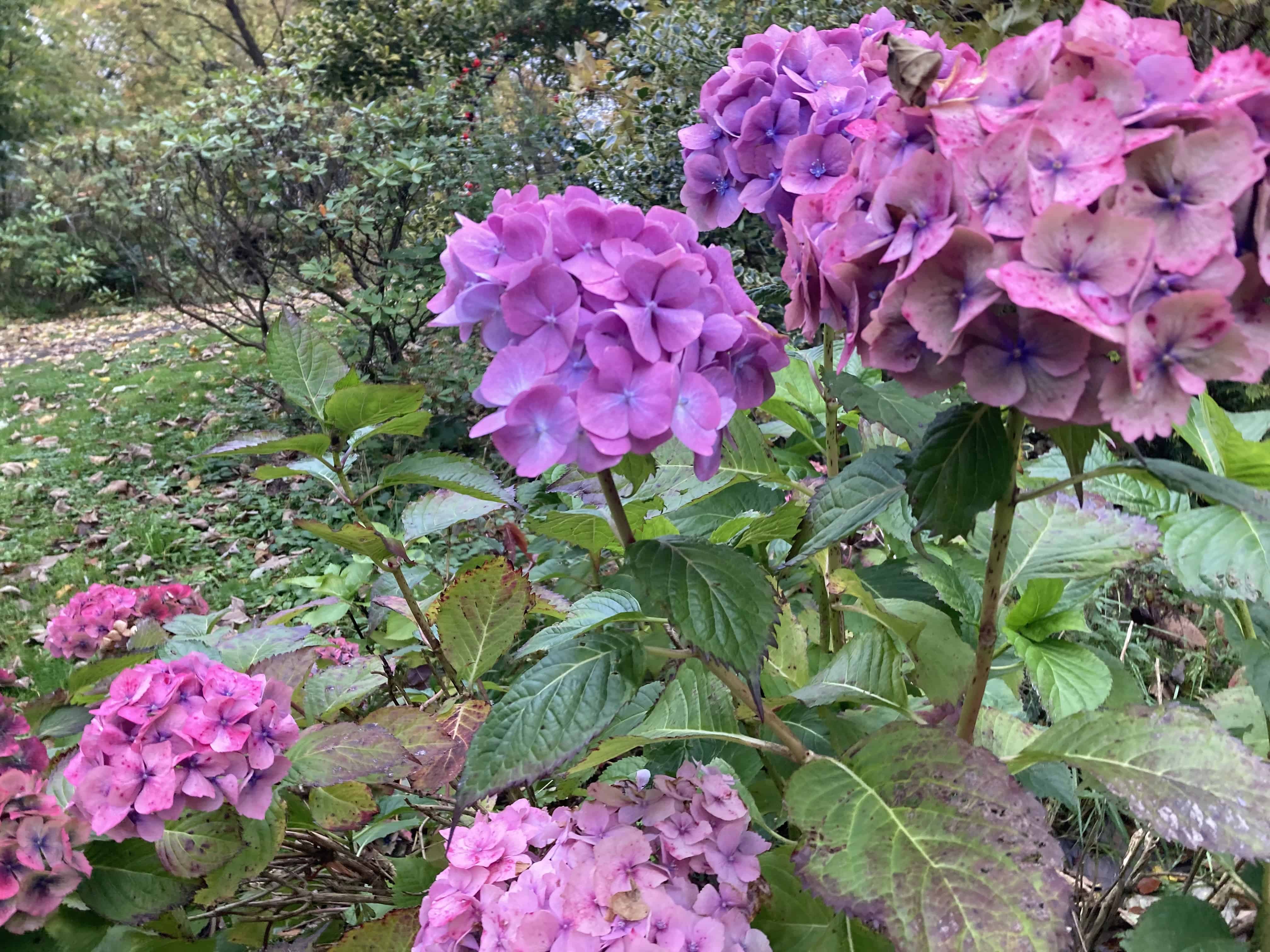 Hydrangea — FOTD Nov 01