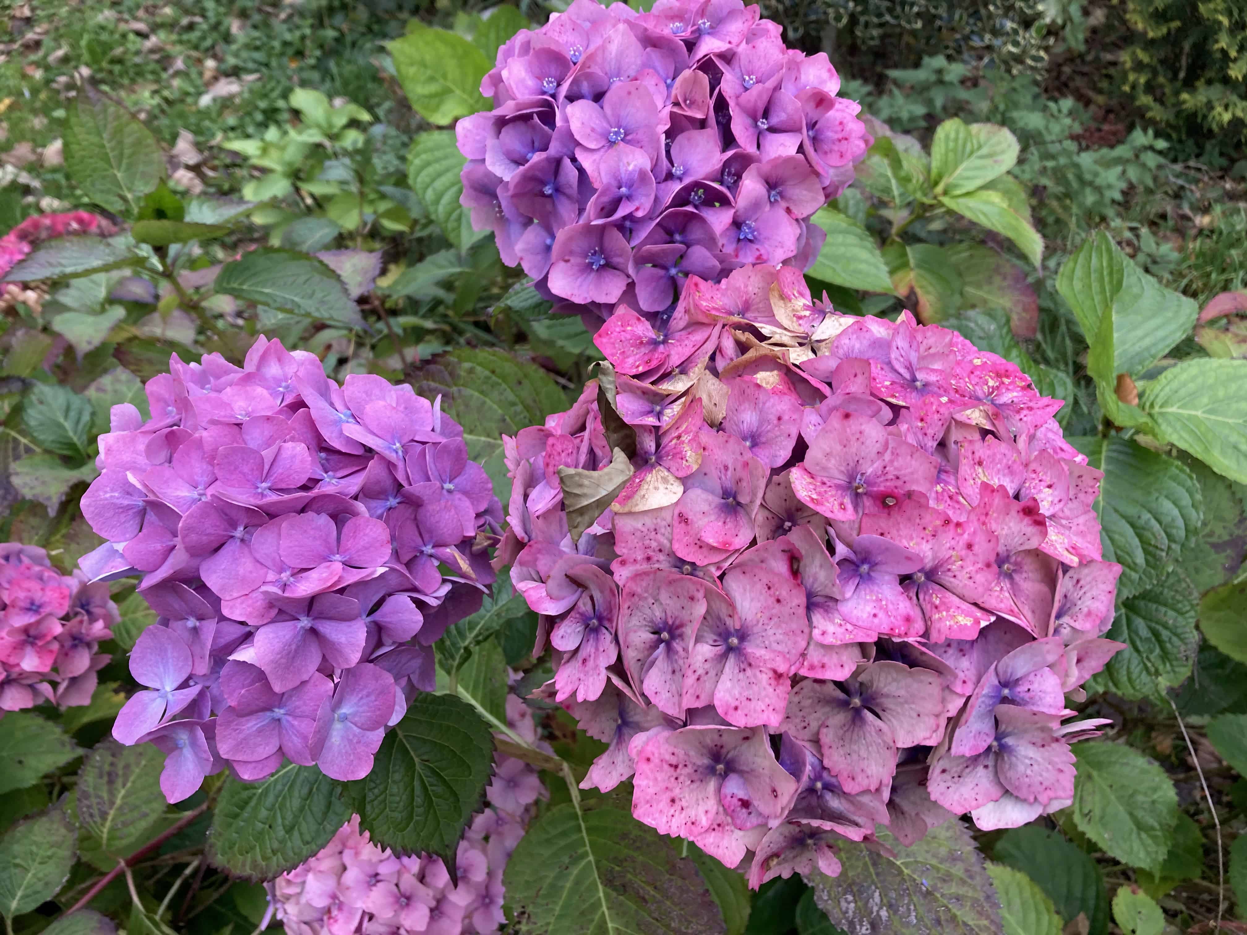 Hydrangea — Weekend FOTD Nov 02/03