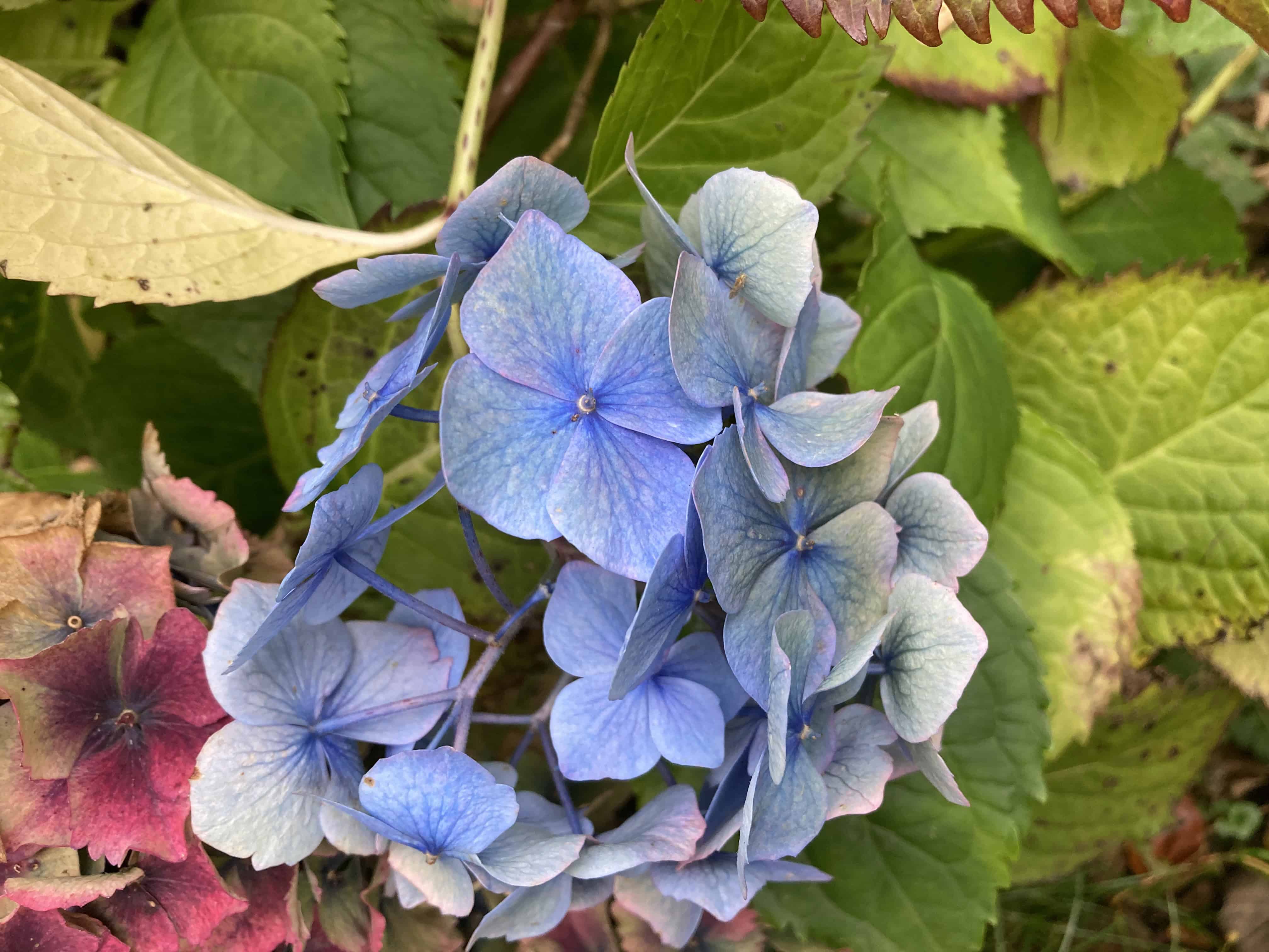 Hydrangea — FOTD Nov 04