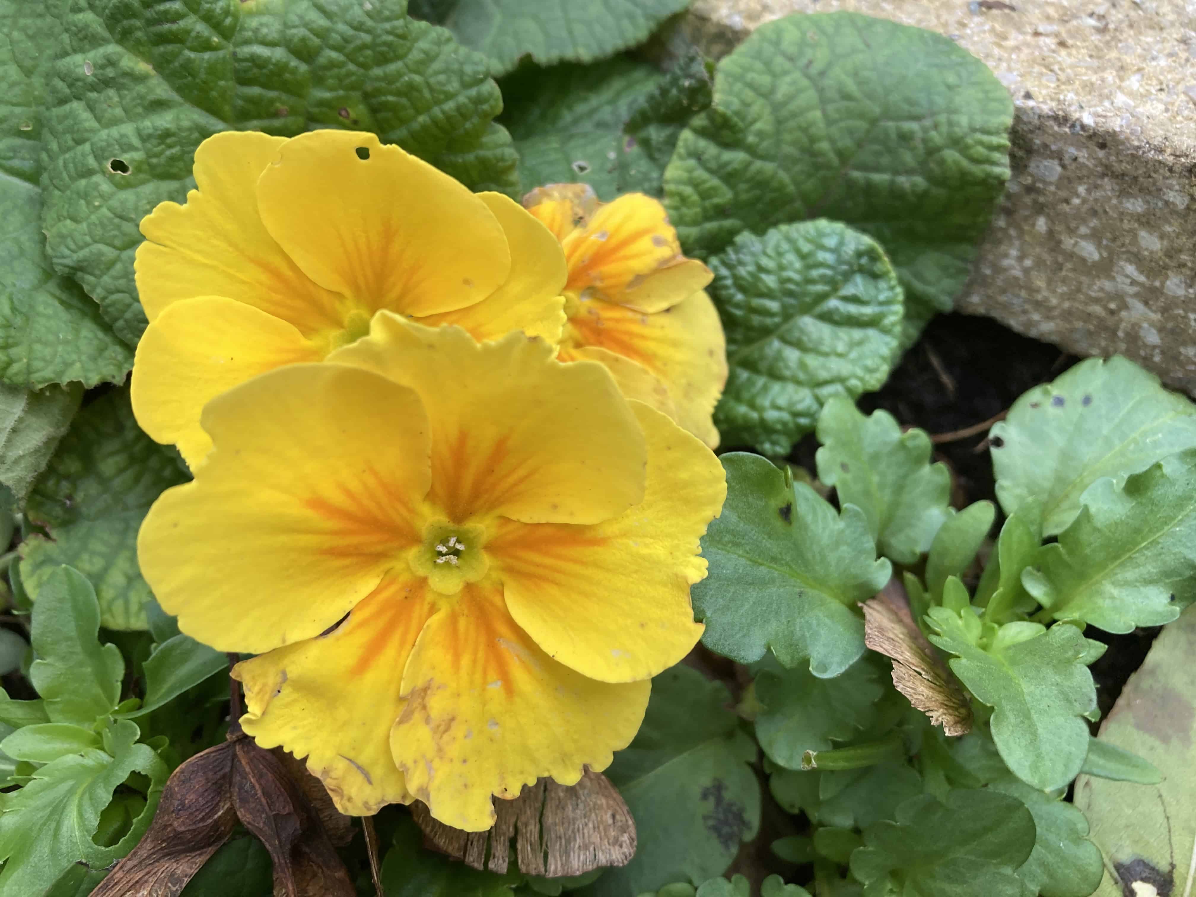 Primrose — FOTD Nov 05
