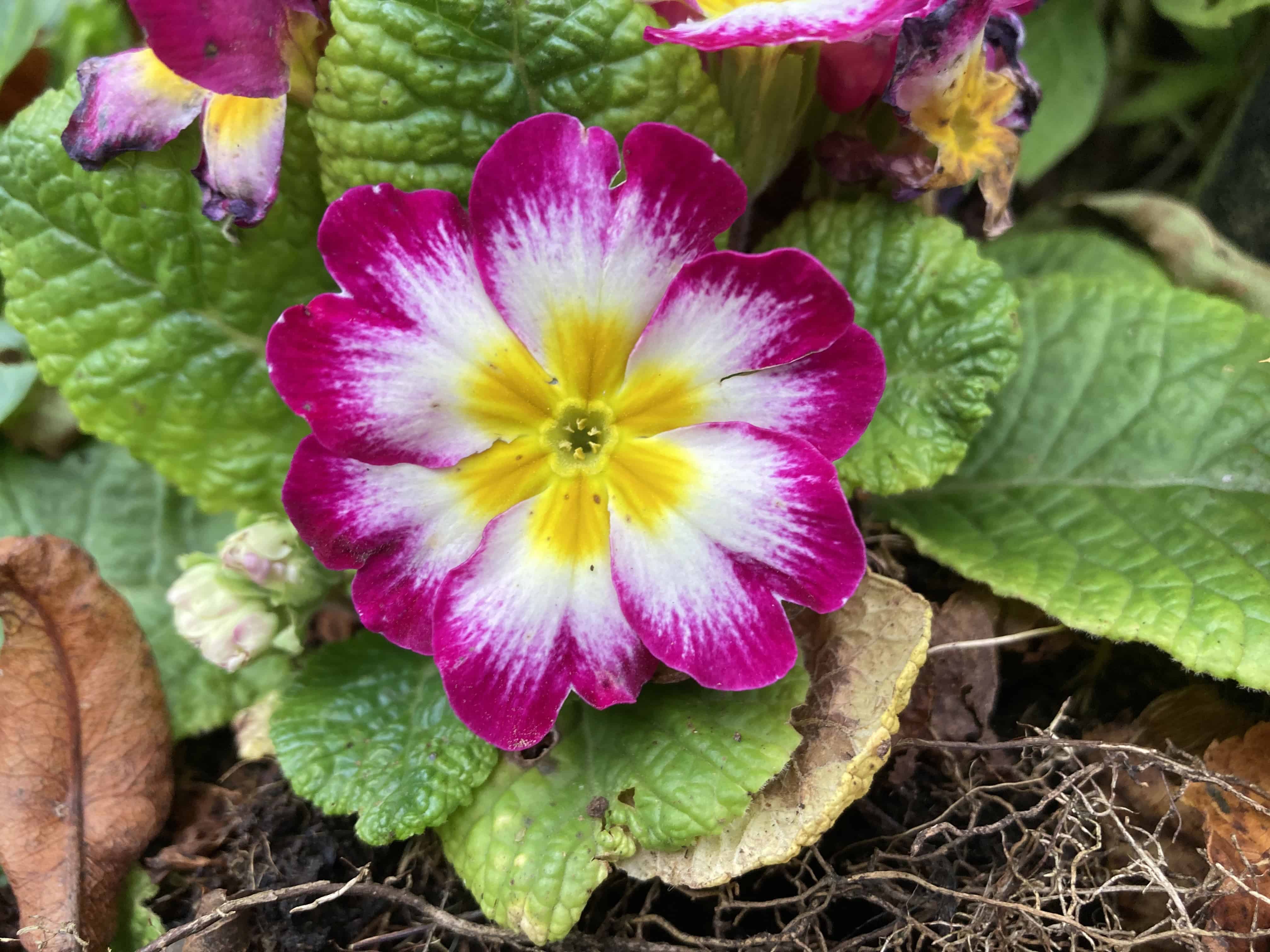 Primrose — FOTD Nov 06