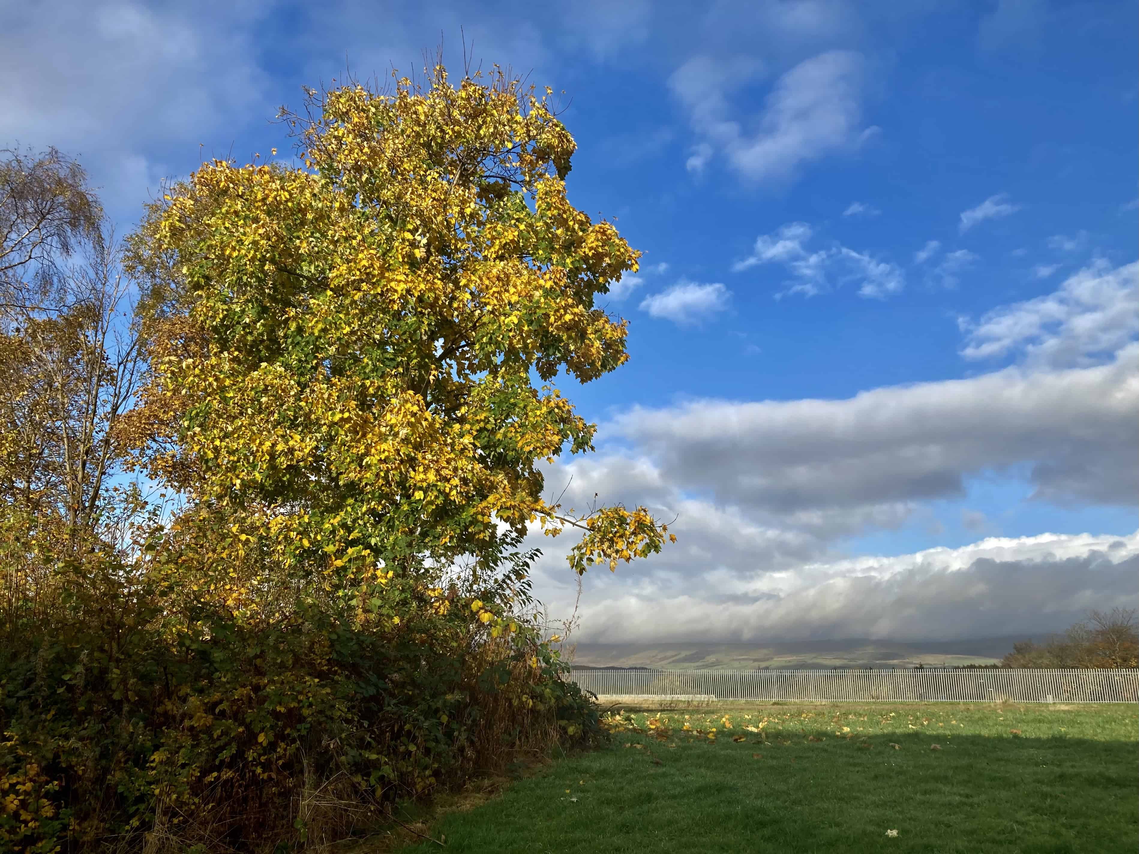 Silent Sunday Oct 27