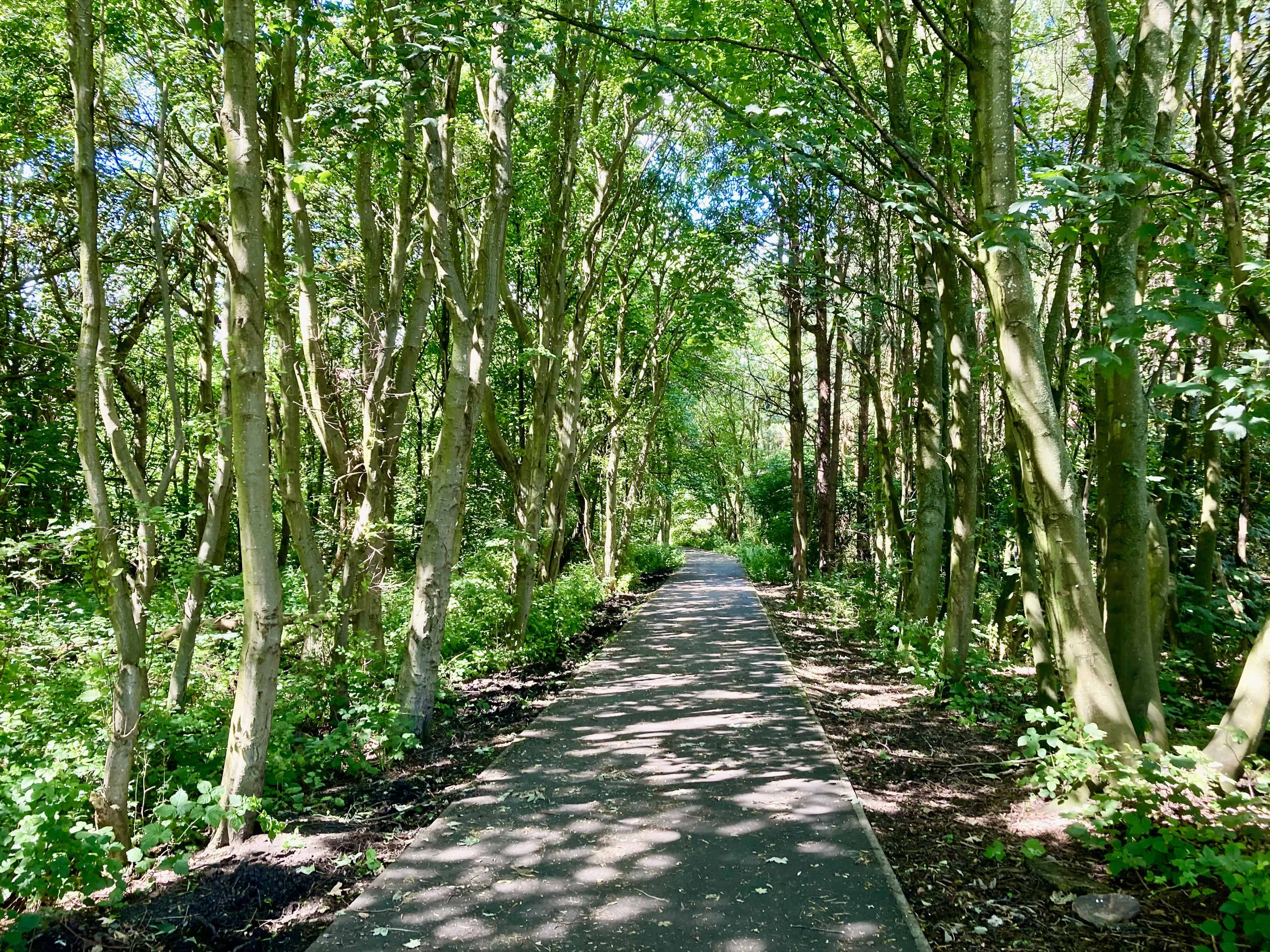 Tree Lined Paths — CWWC & Sunday Stills