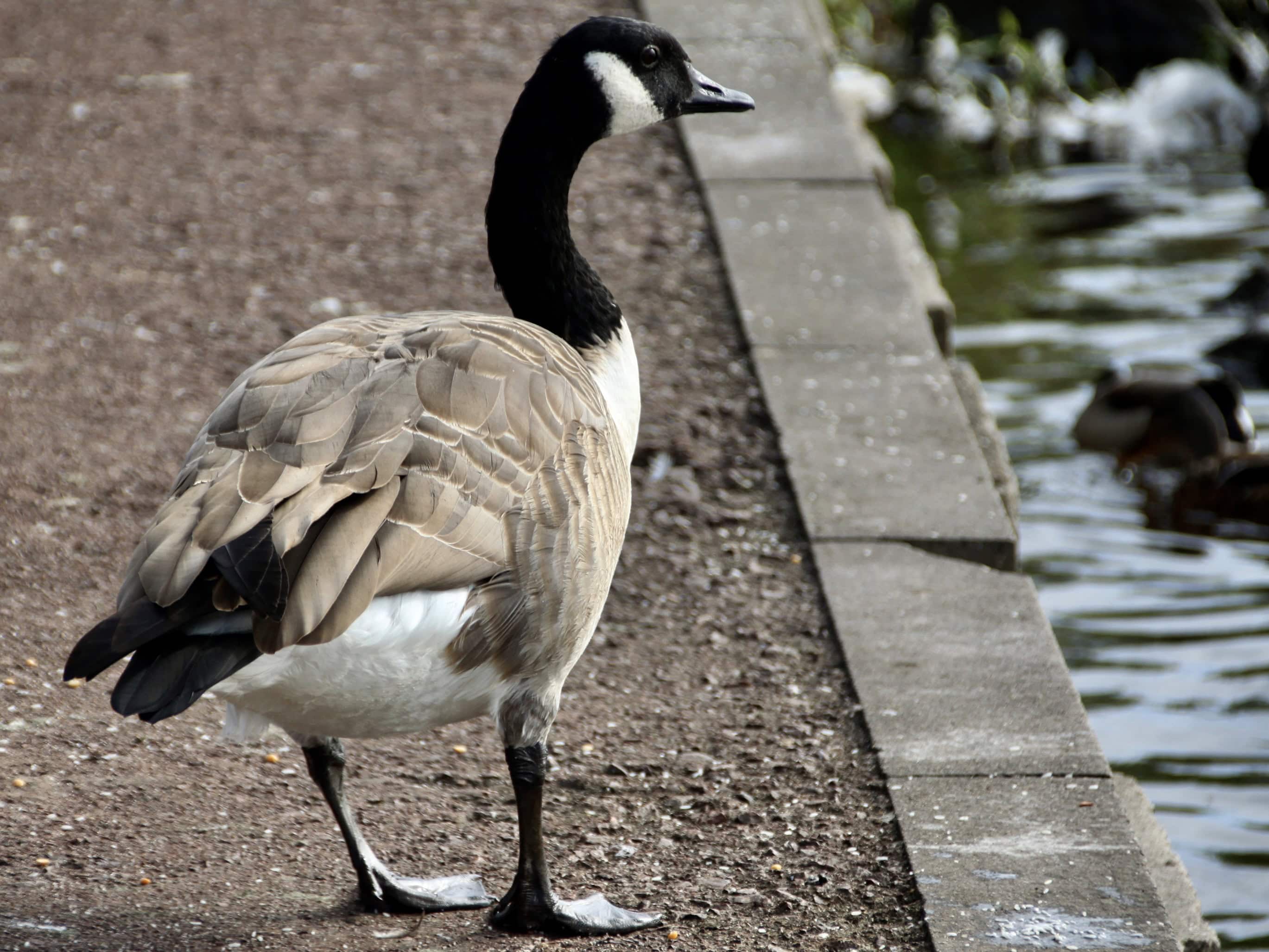 Canada Goose — Monday Portrait Oct 28