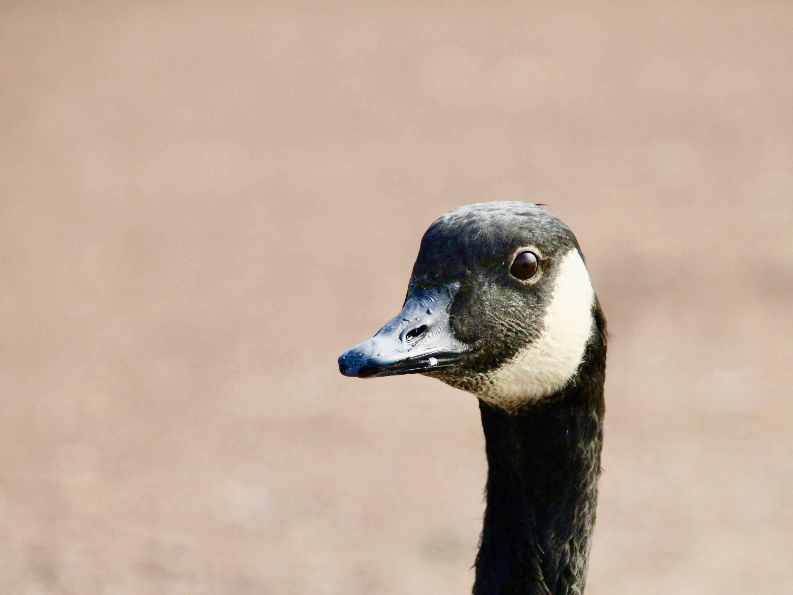 Canada Goose — Monday Portrait Oct 07