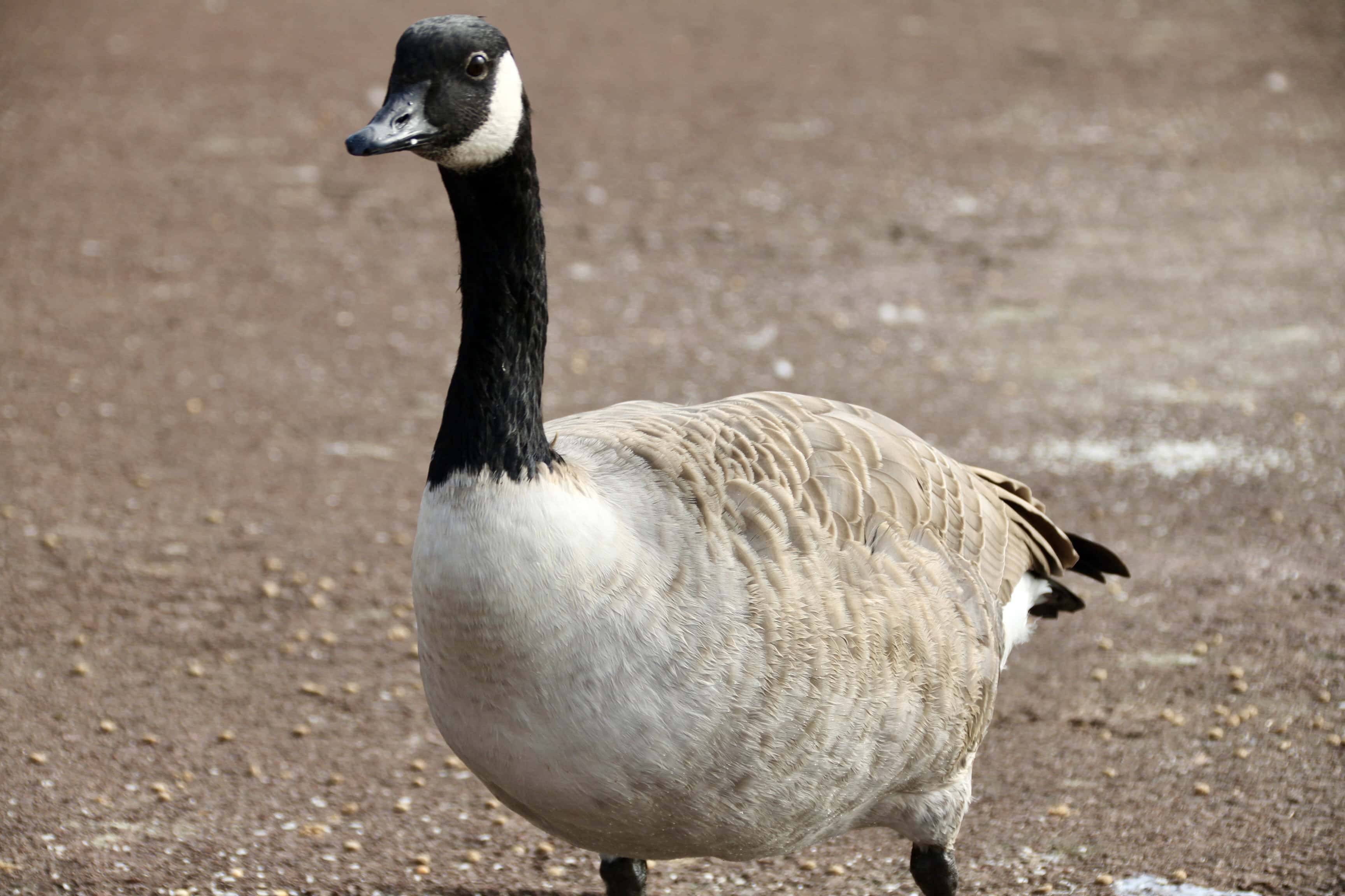 Canada Goose — Monday Portrait Oct 14