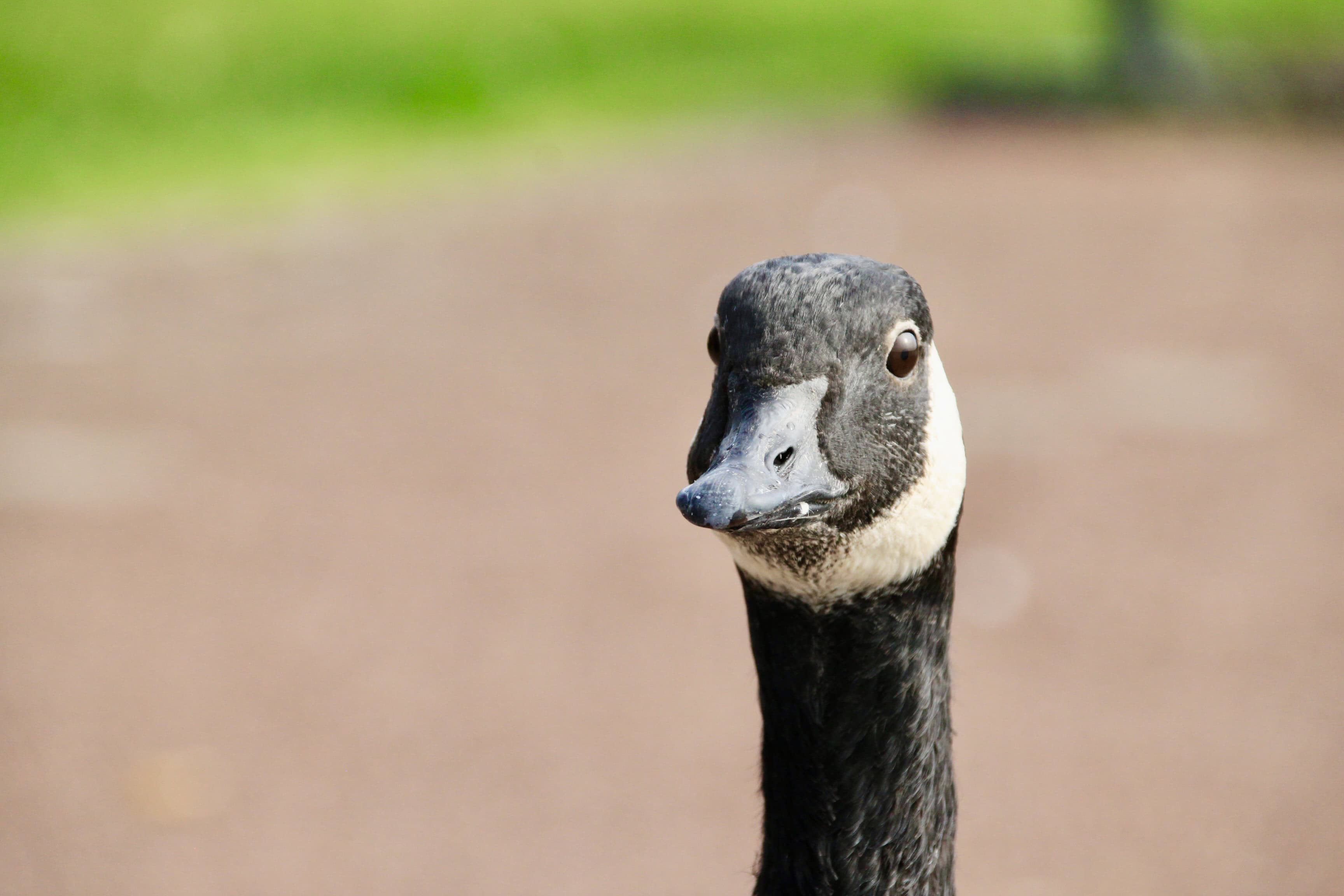 Duck, Swans & Goose — CMMC