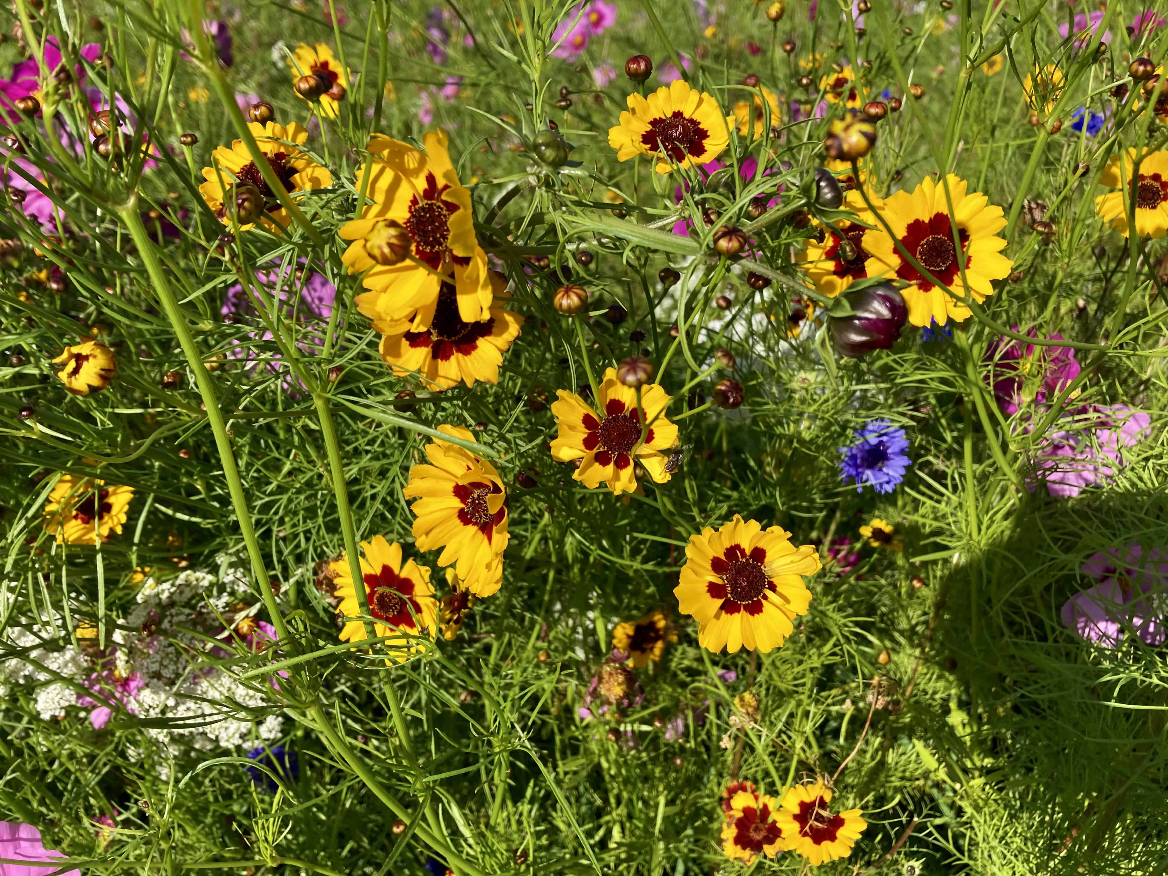 Golden Tickseed — Weekend FOTD Oct 12/13