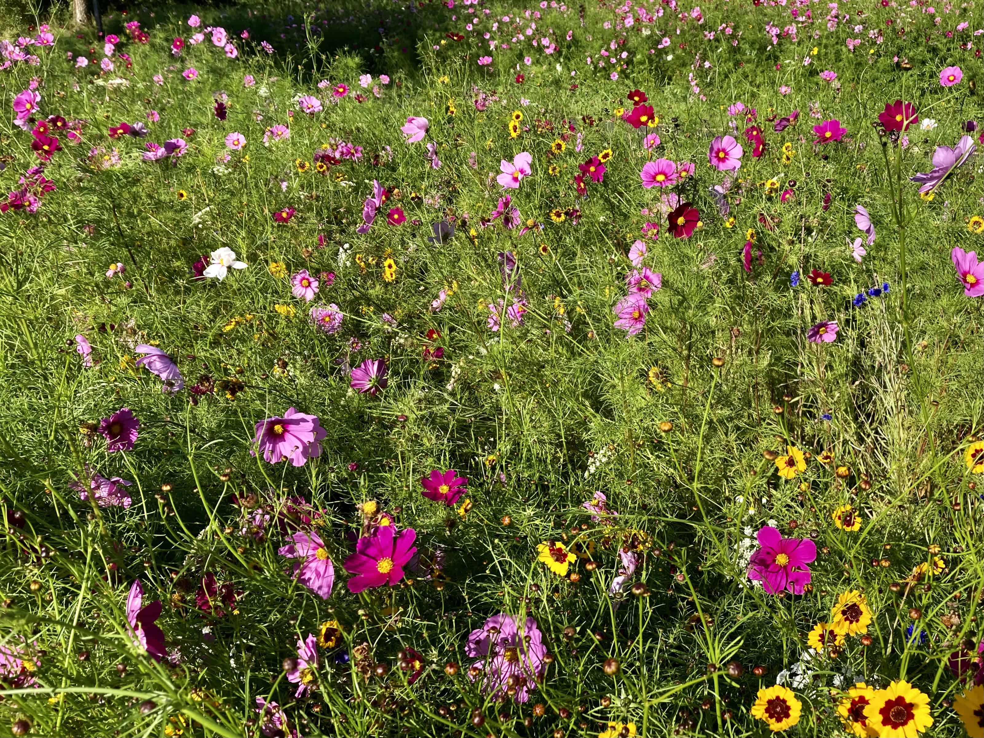 Cosmos & Tickseed — FOTD Oct 15