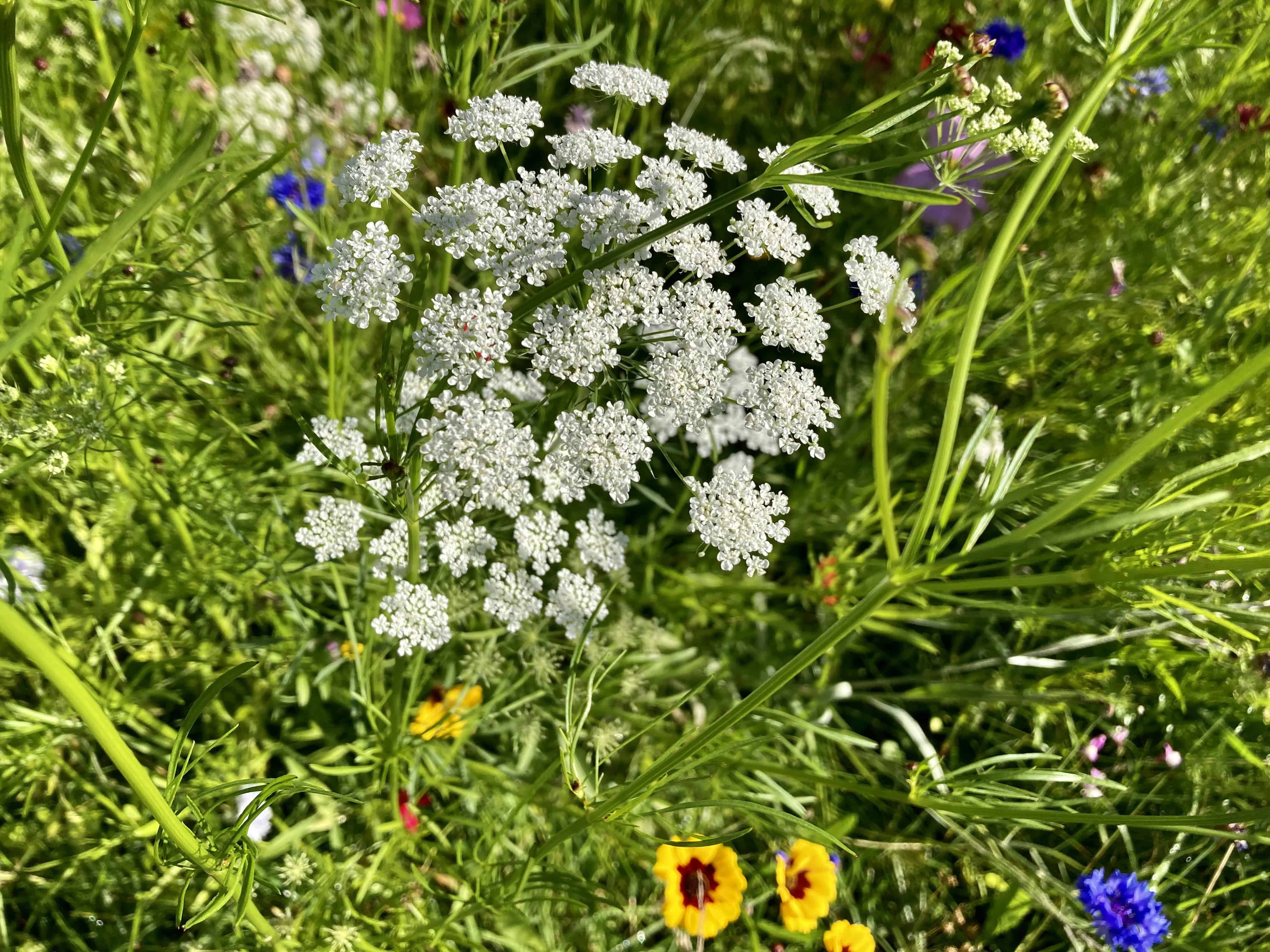 Pimpinella — FOTD Oct 11