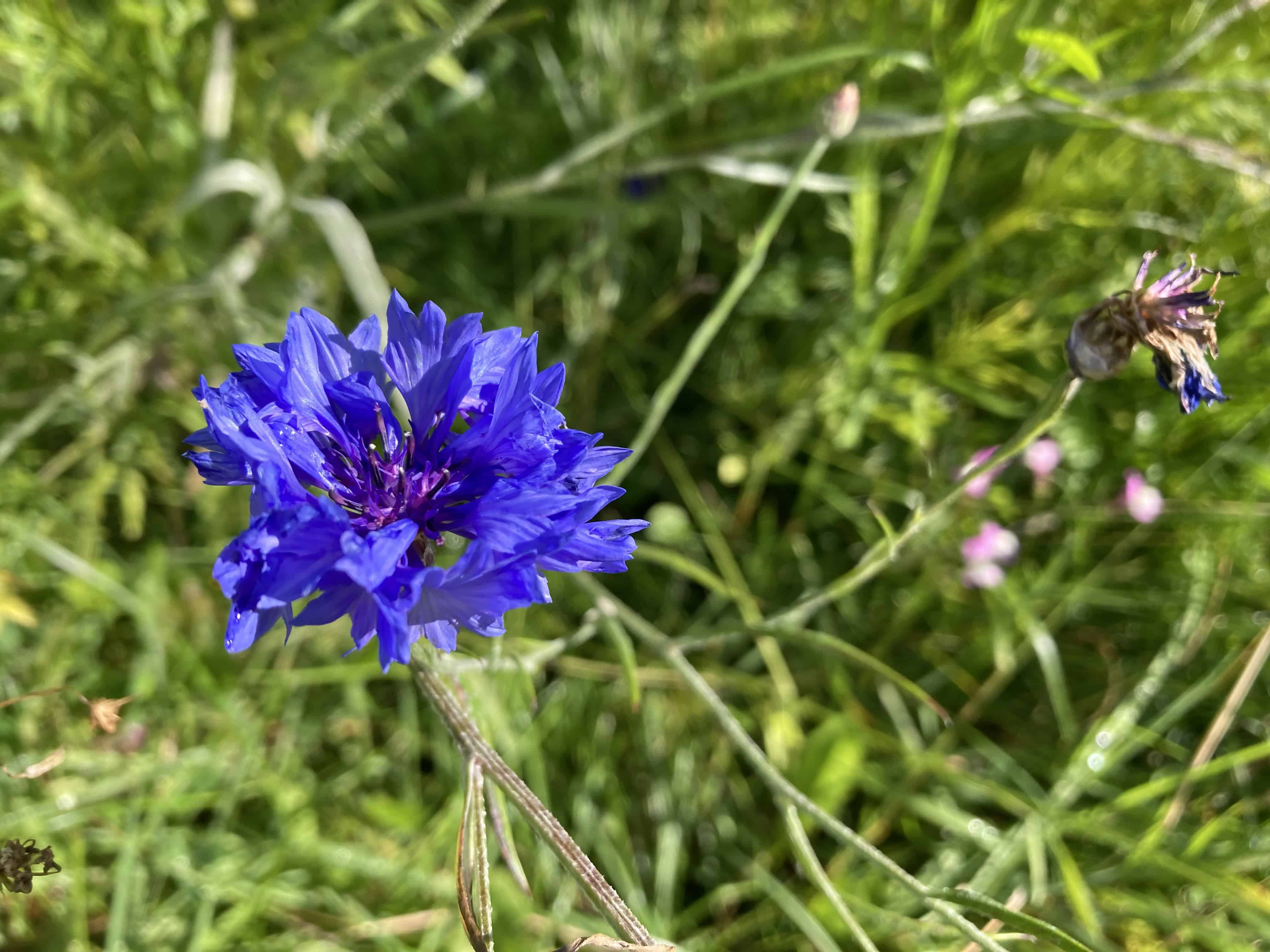 Cornflower — FOTD Oct 08