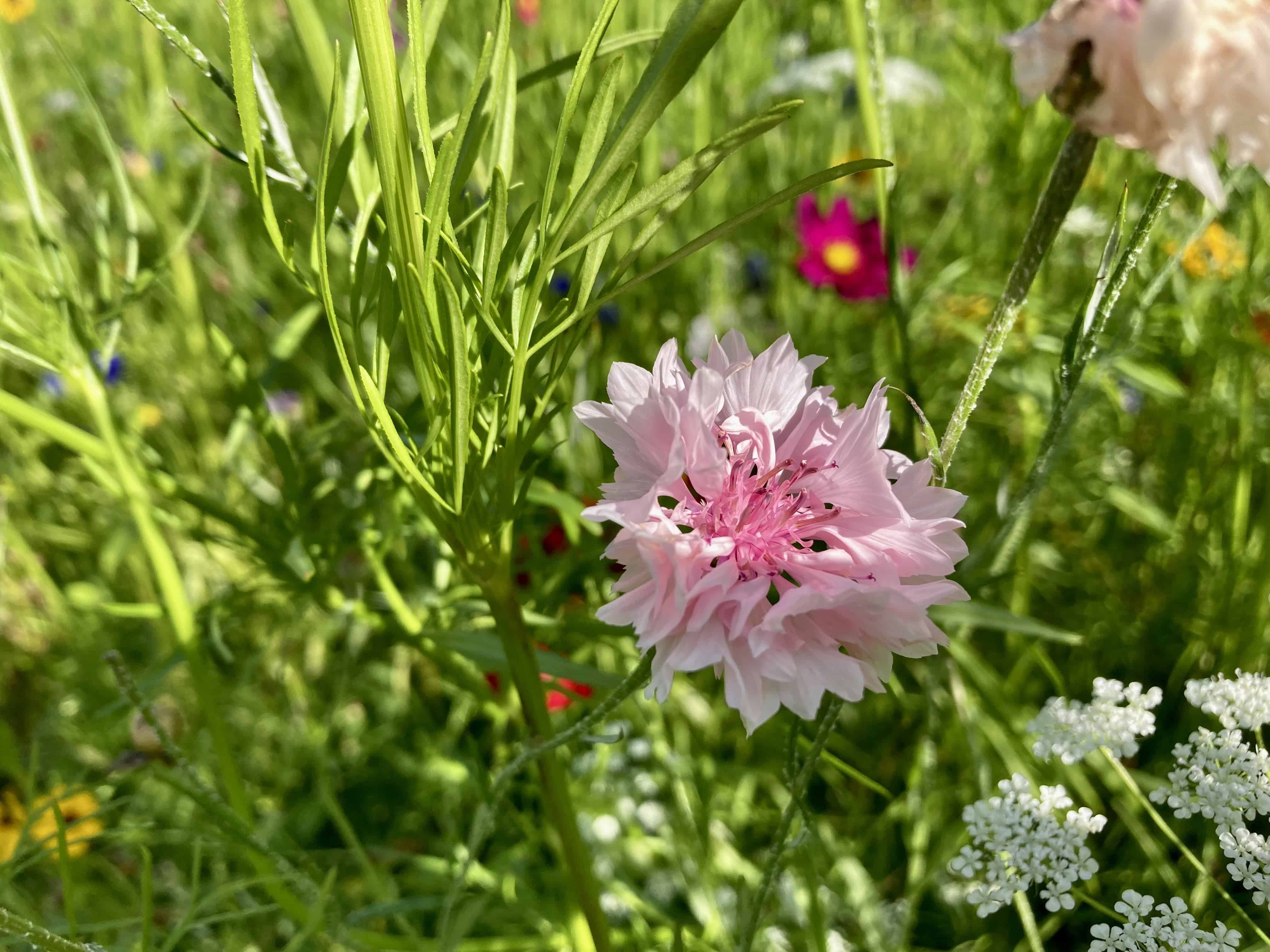 Cornflower — FOTD Oct 09
