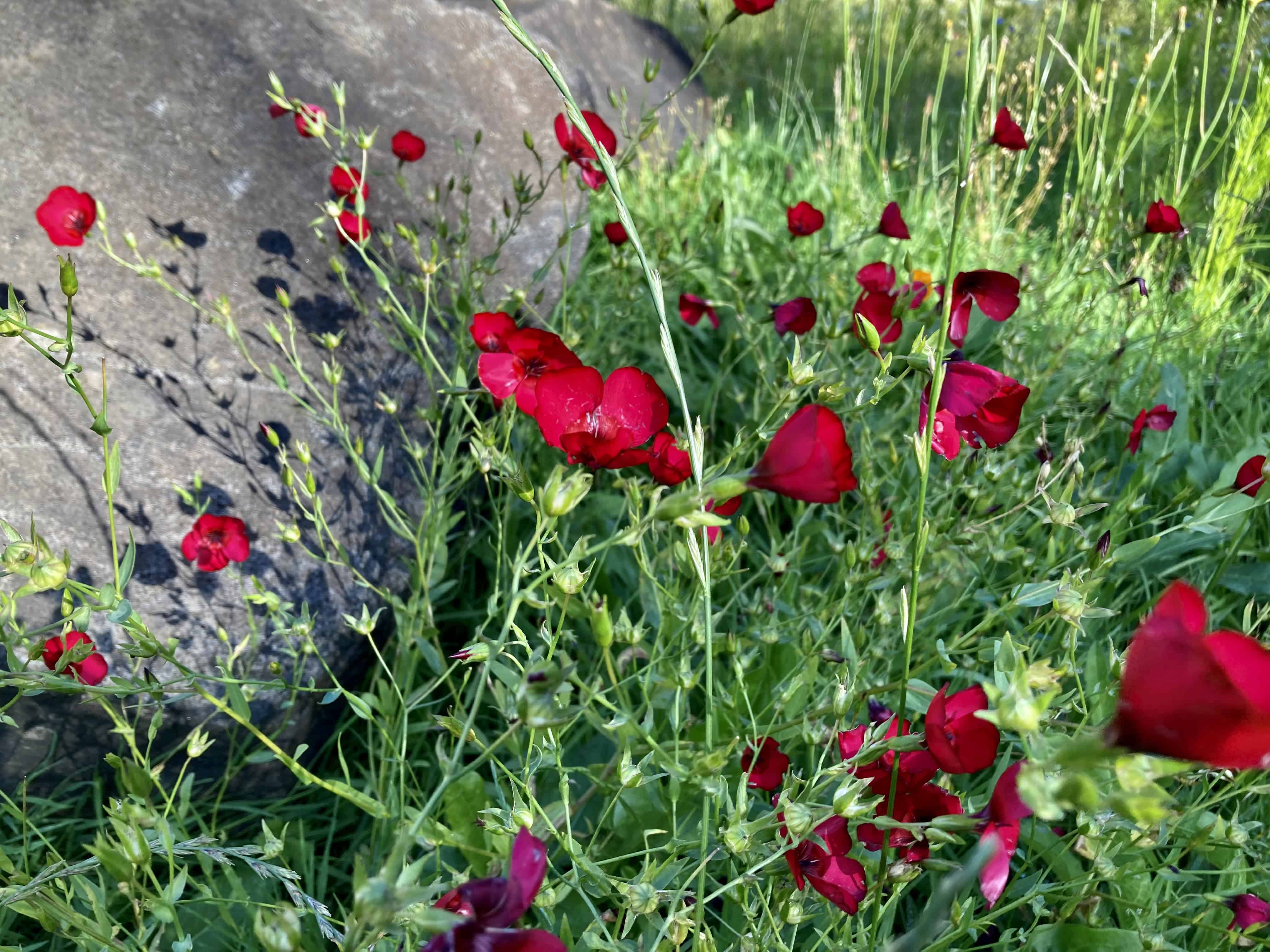 Flowering Flax — FOTD Oct 10