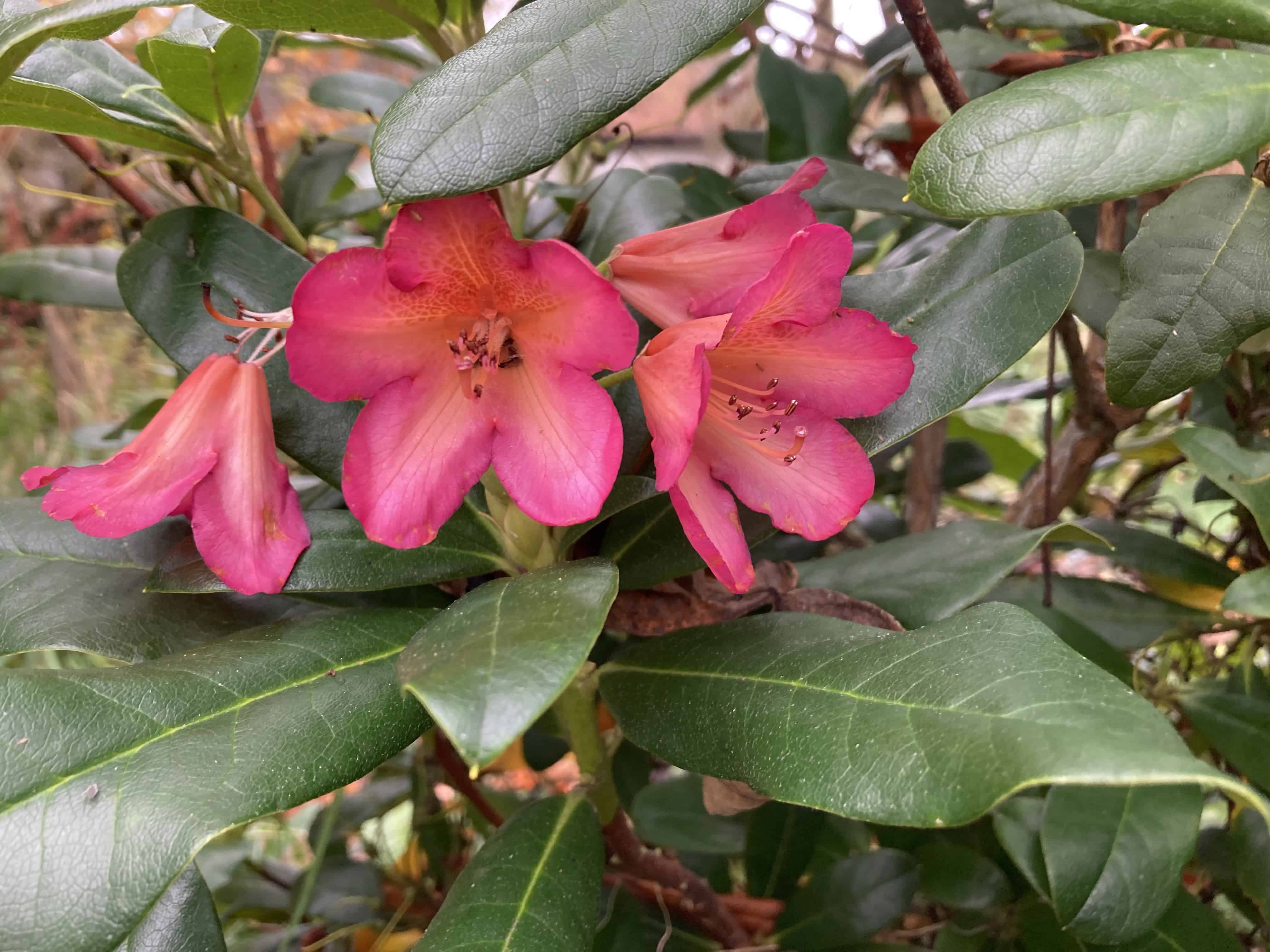 Azaleas — FOTD Nov 12