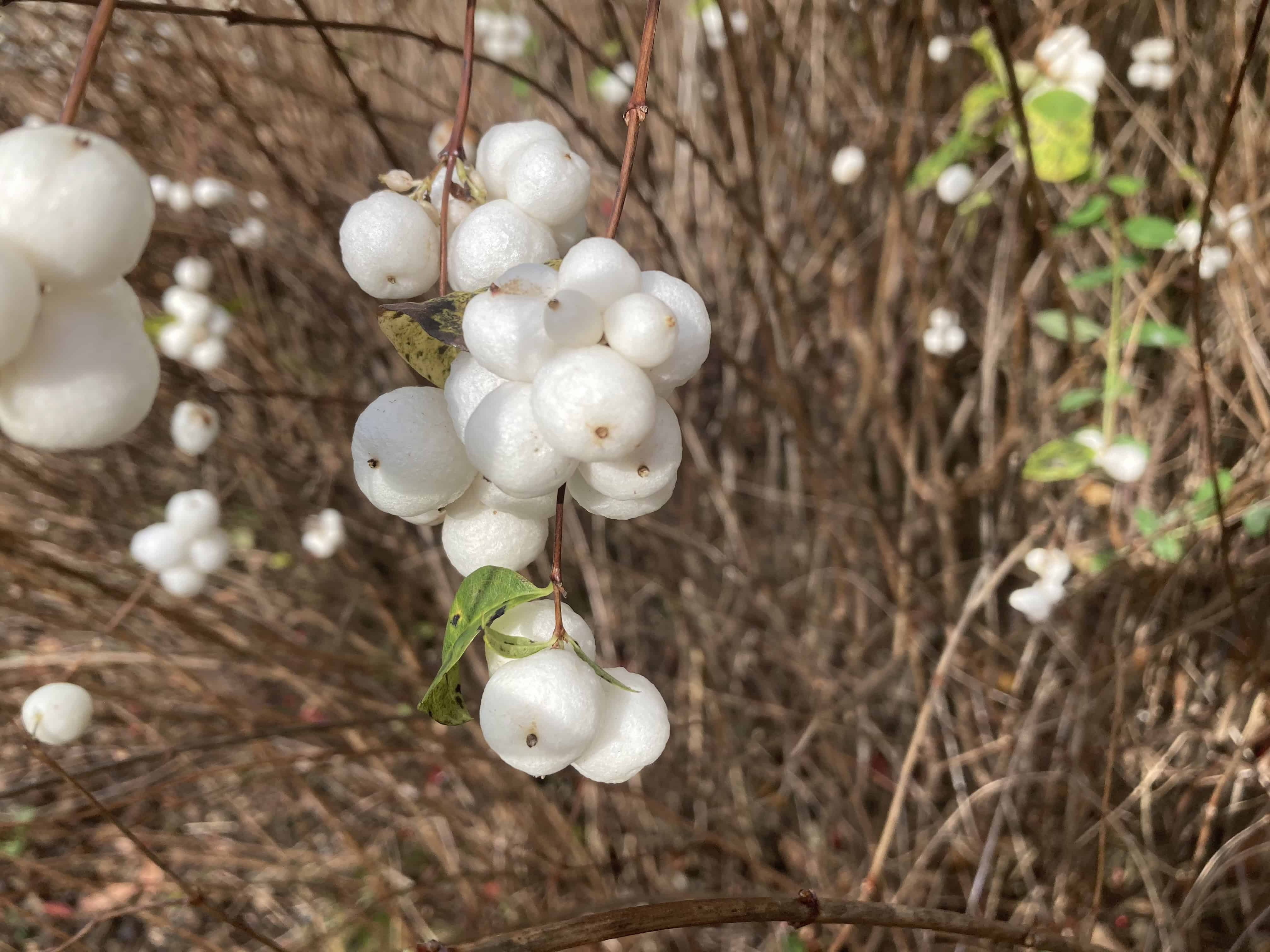 Snowberries — FOTD Nov 07
