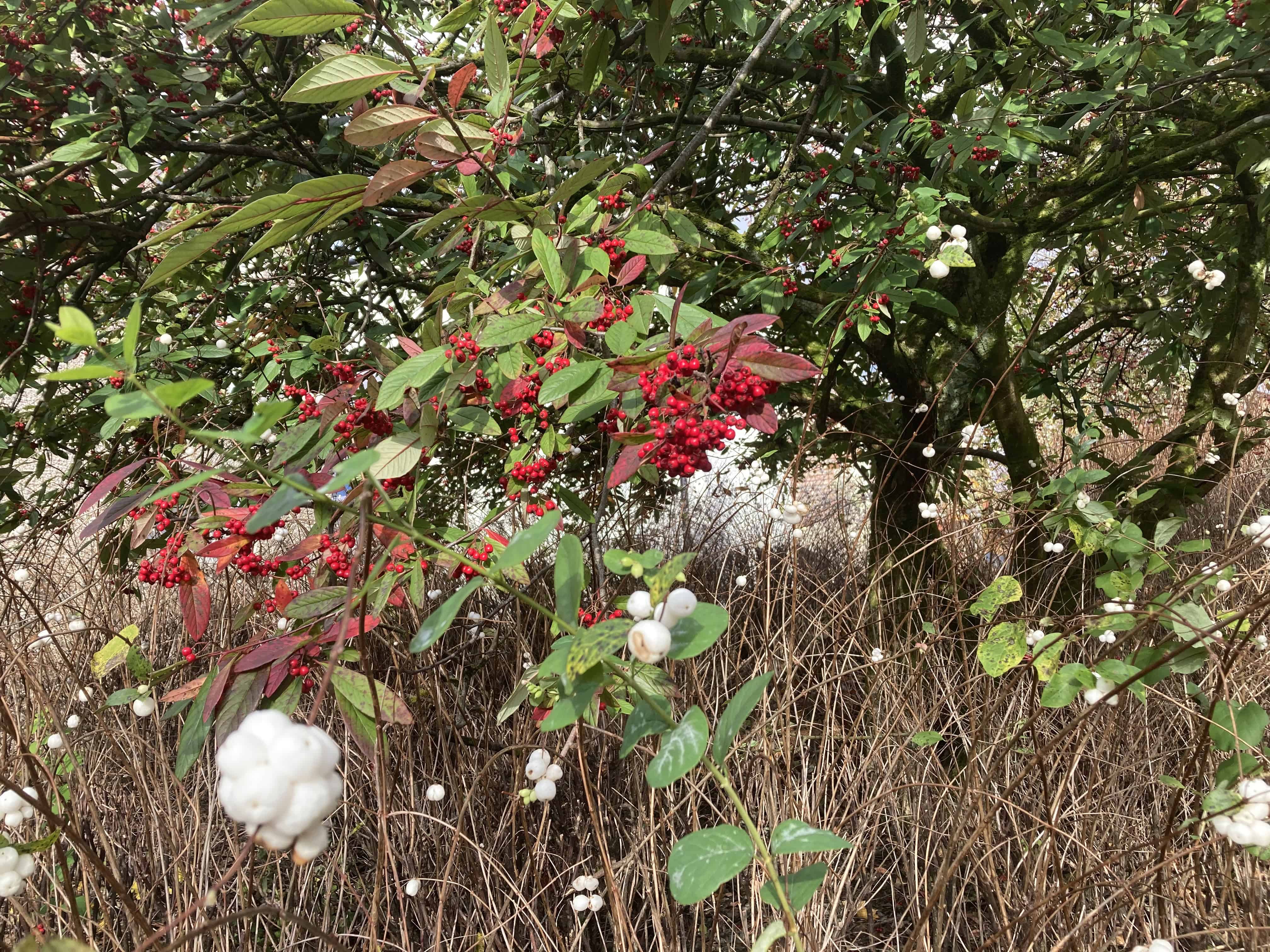 Autumn Berries — FOTD Nov 08