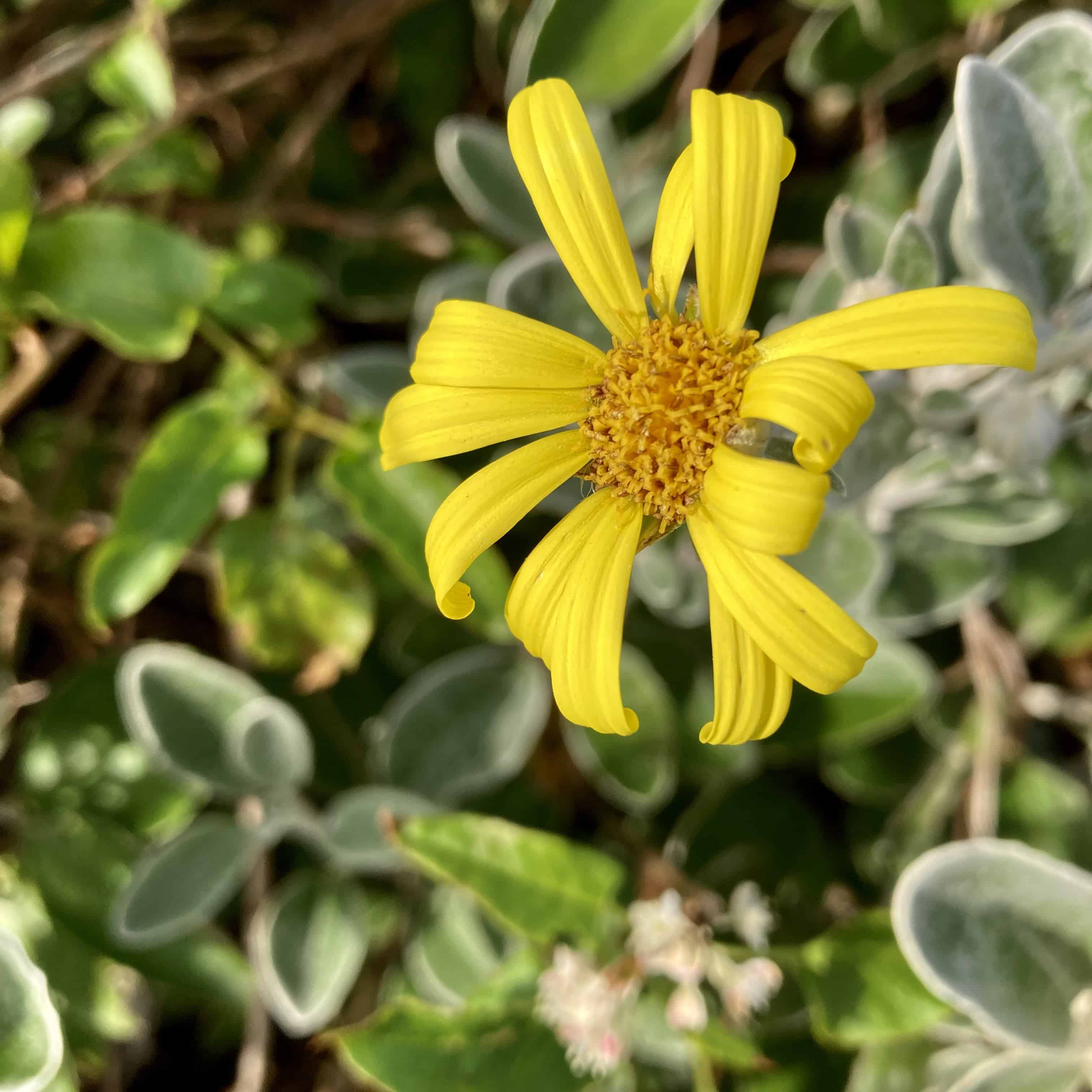 Daisy Bush — Macro Monday Nov 04