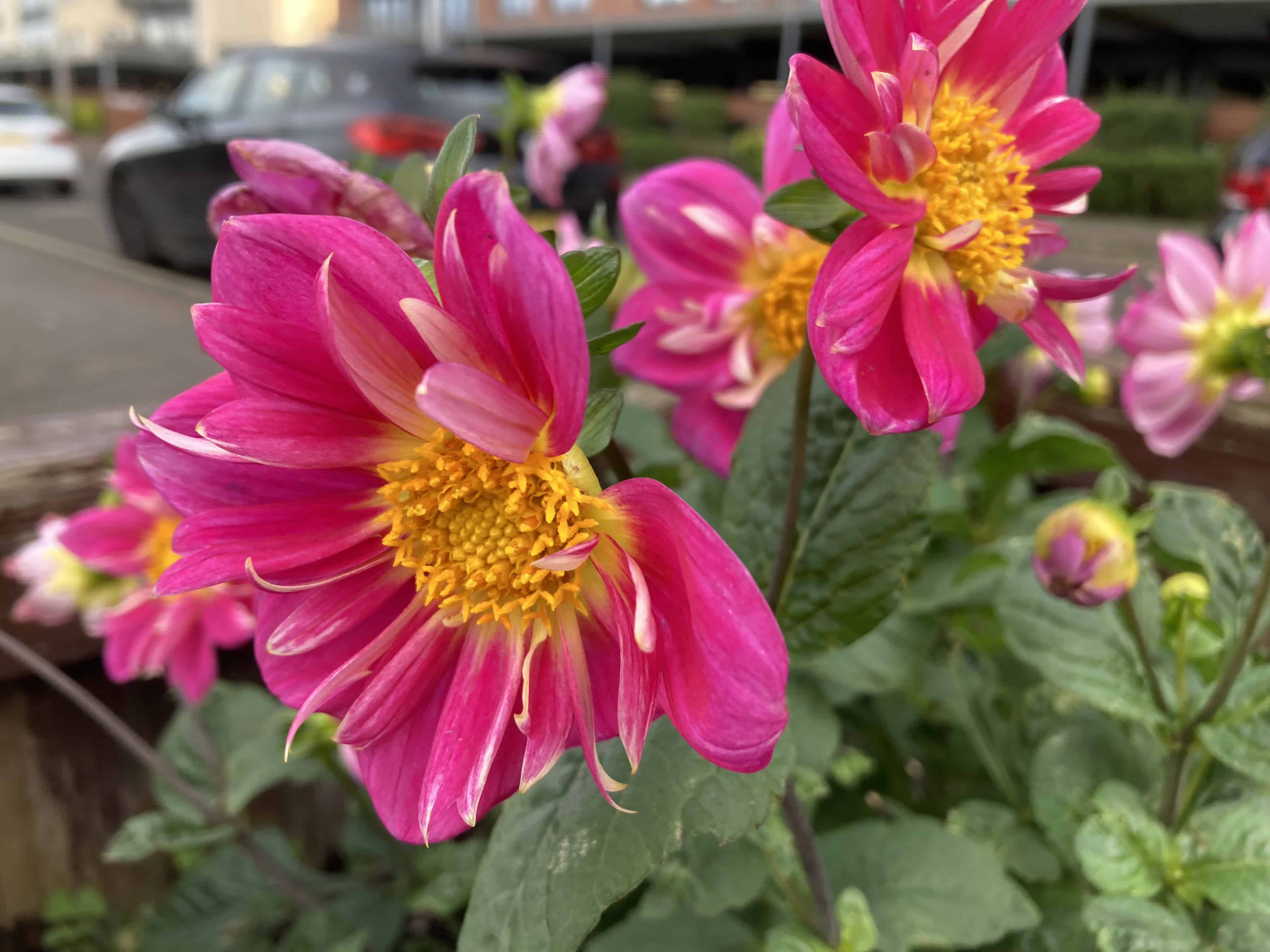 Slightly Ragged Dahlias — FOTD Nov 13