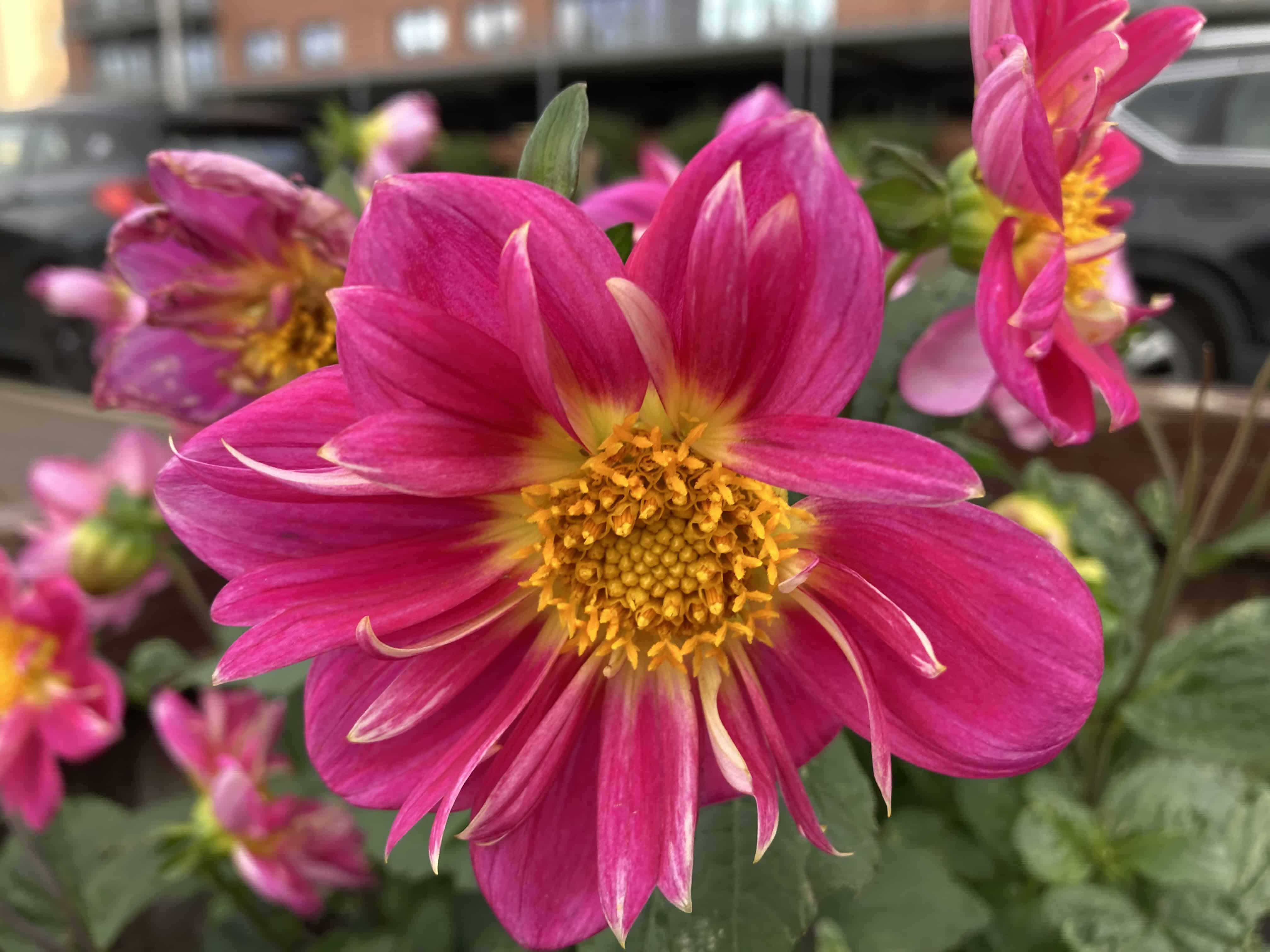 Dahlias — FOTD Nov 14