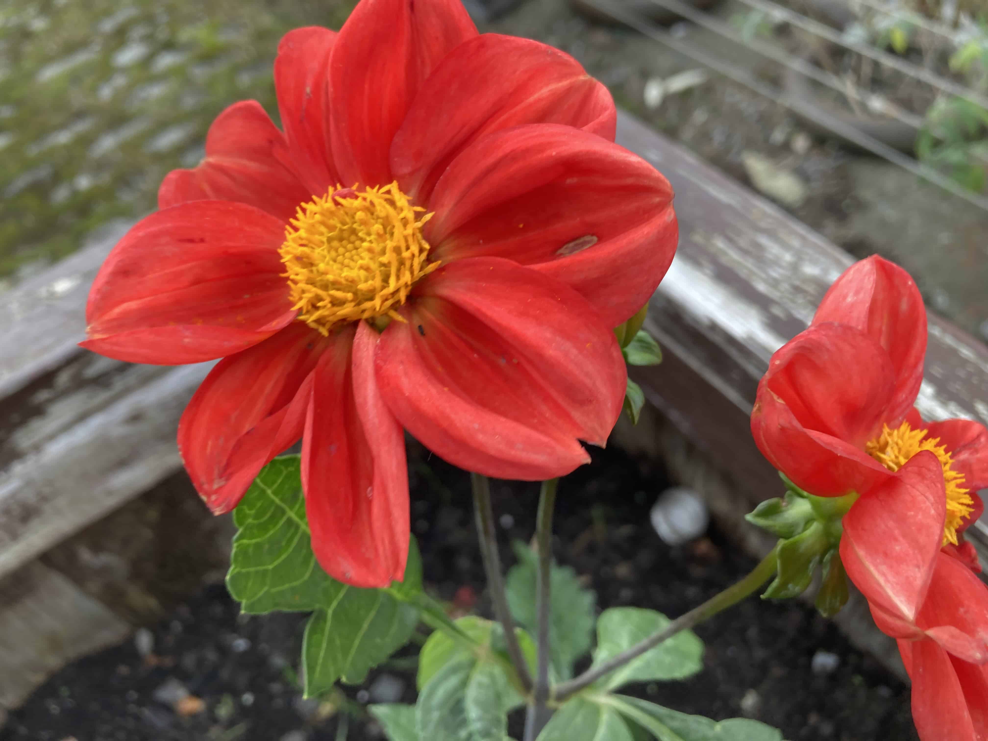 Dahlias — FOTD Nov 15