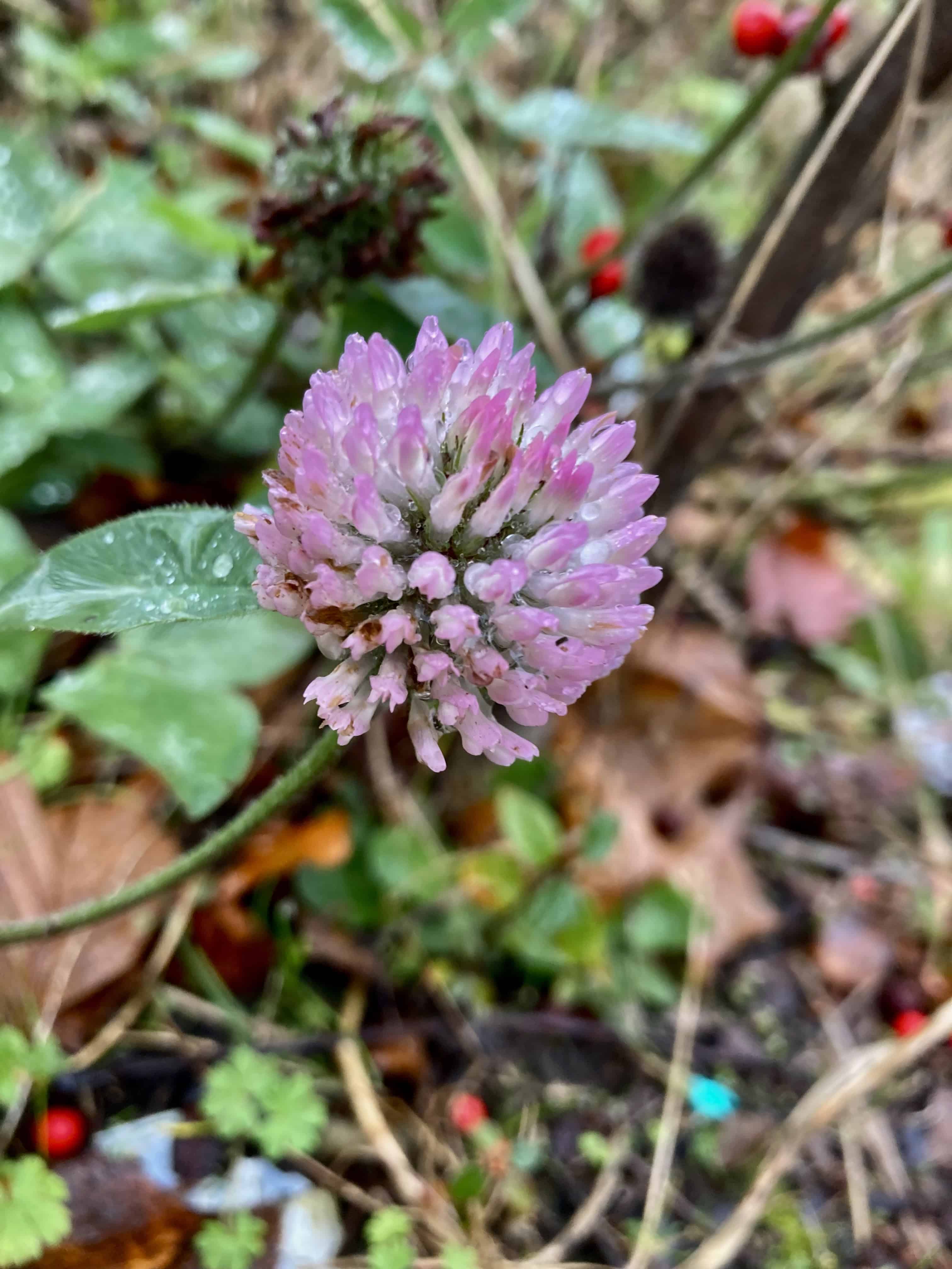 Red Clover — FOTD Nov 16