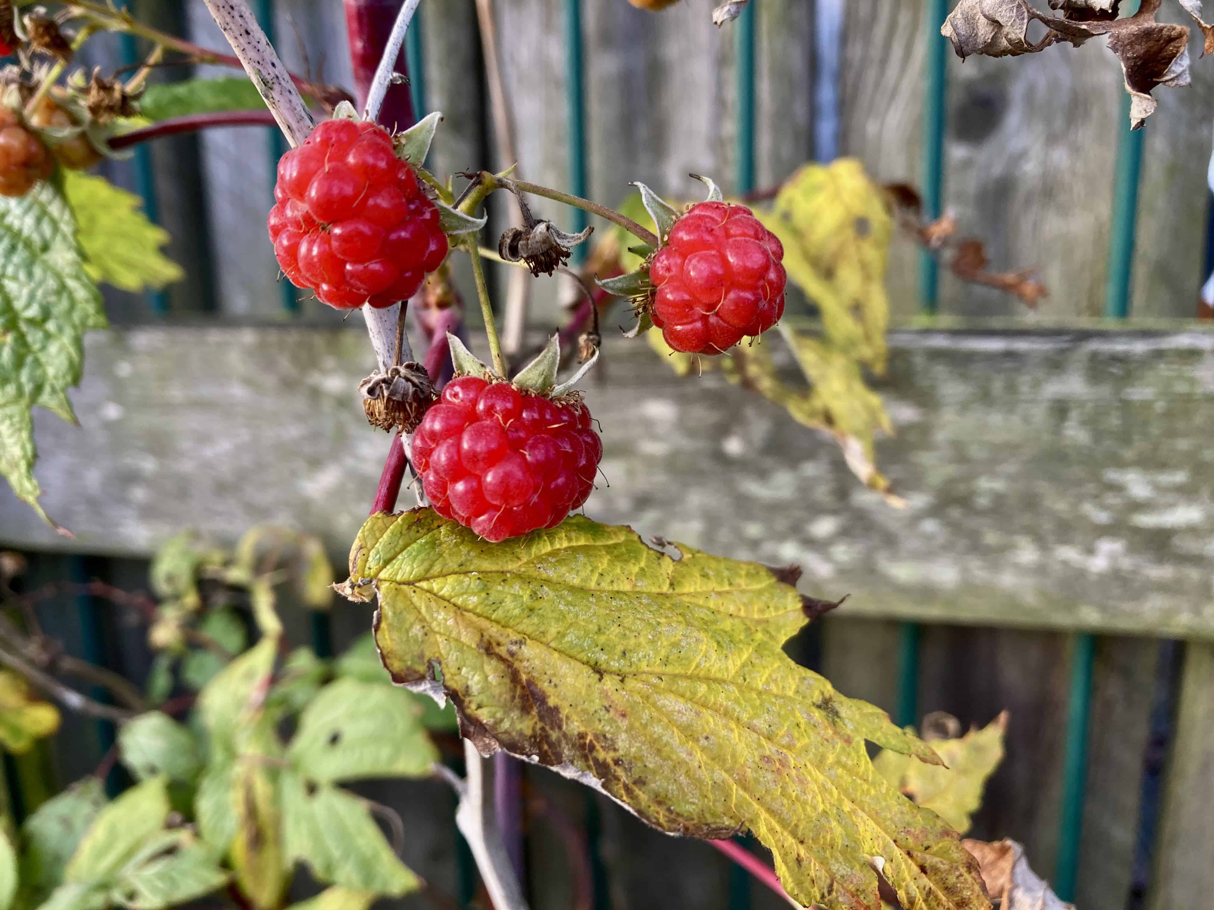 Raspberries — FOTD Nov 18