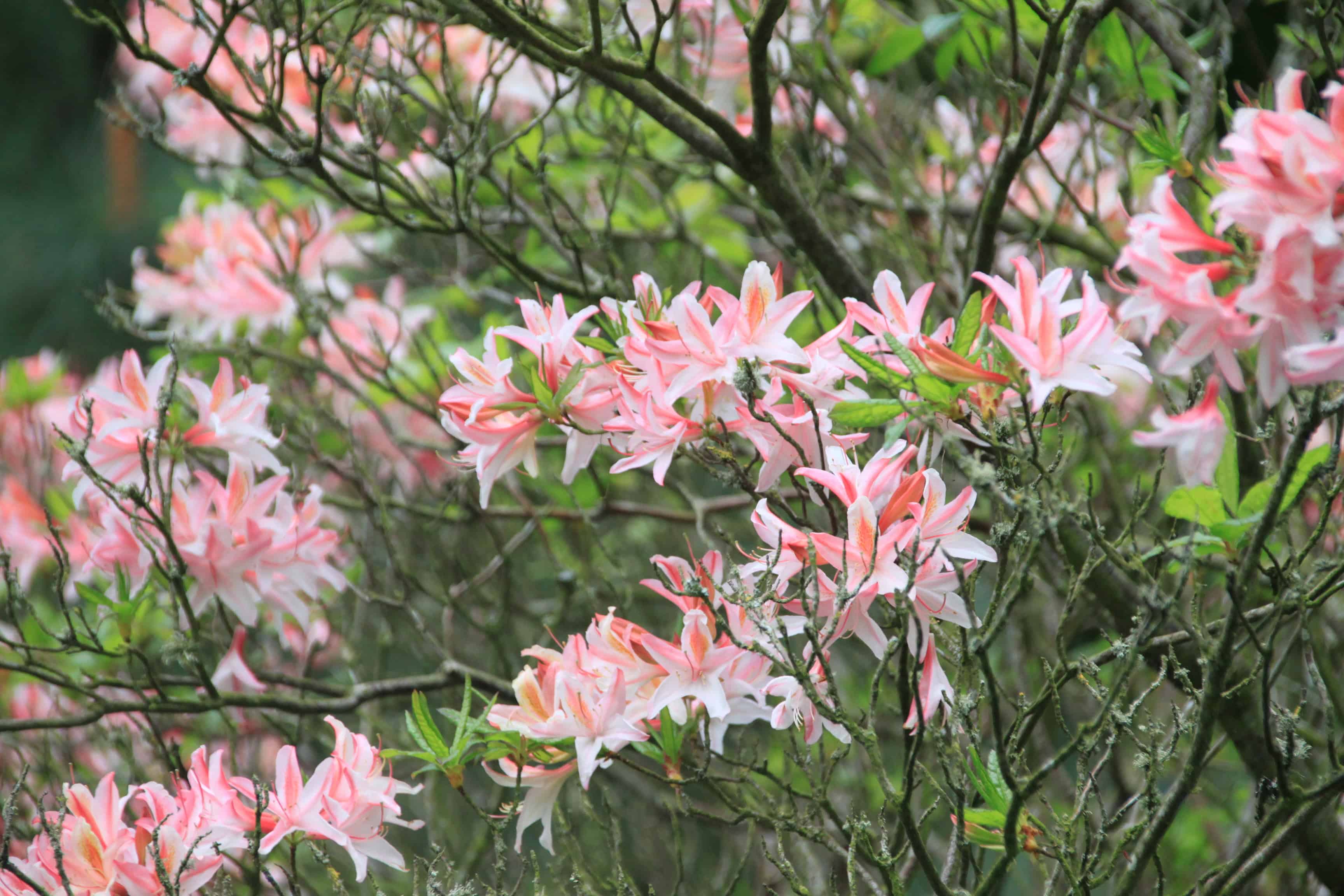 Azaleas — FOTD Dec 02