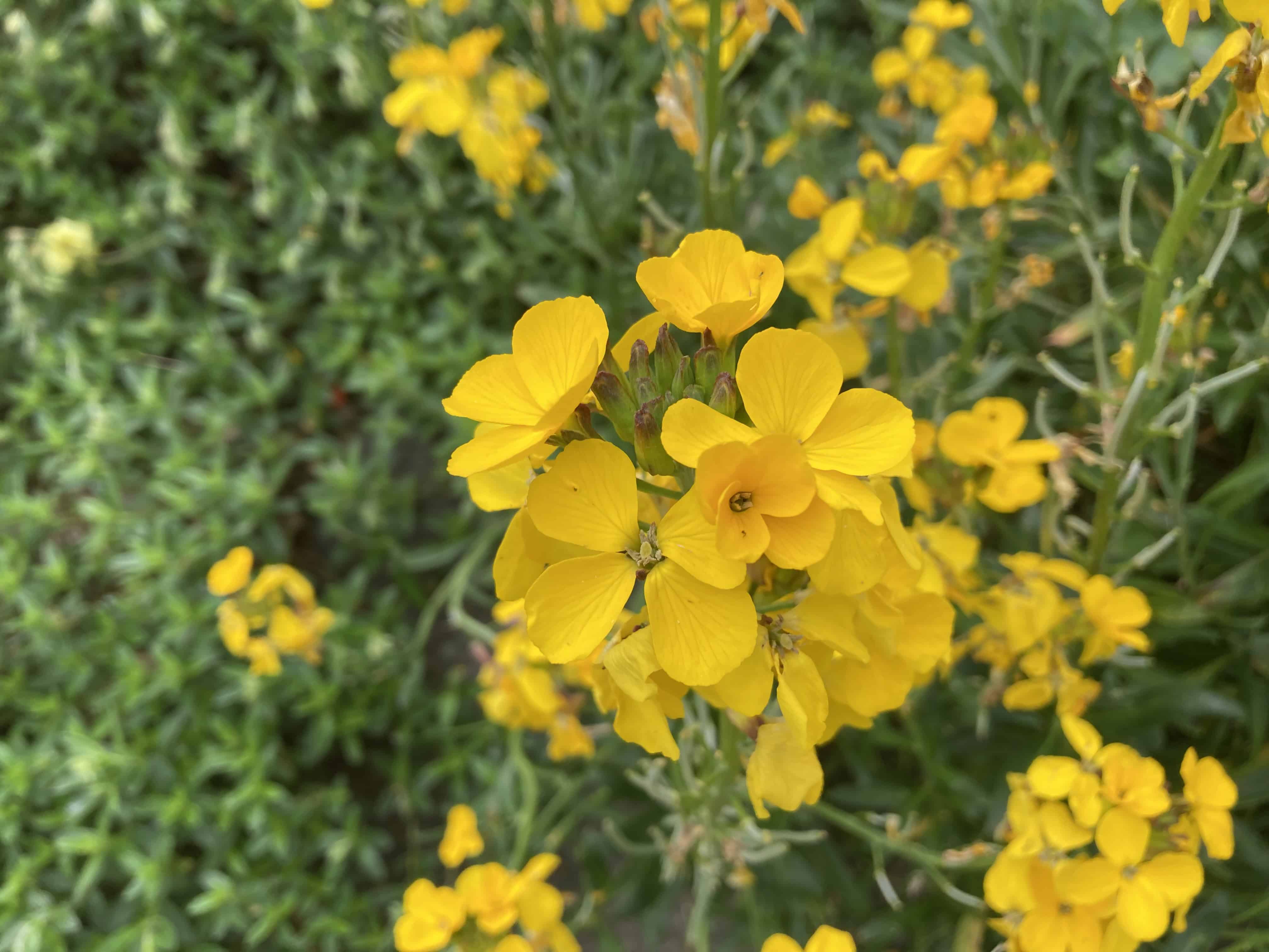 Wall Flower — FOTD Nov 19