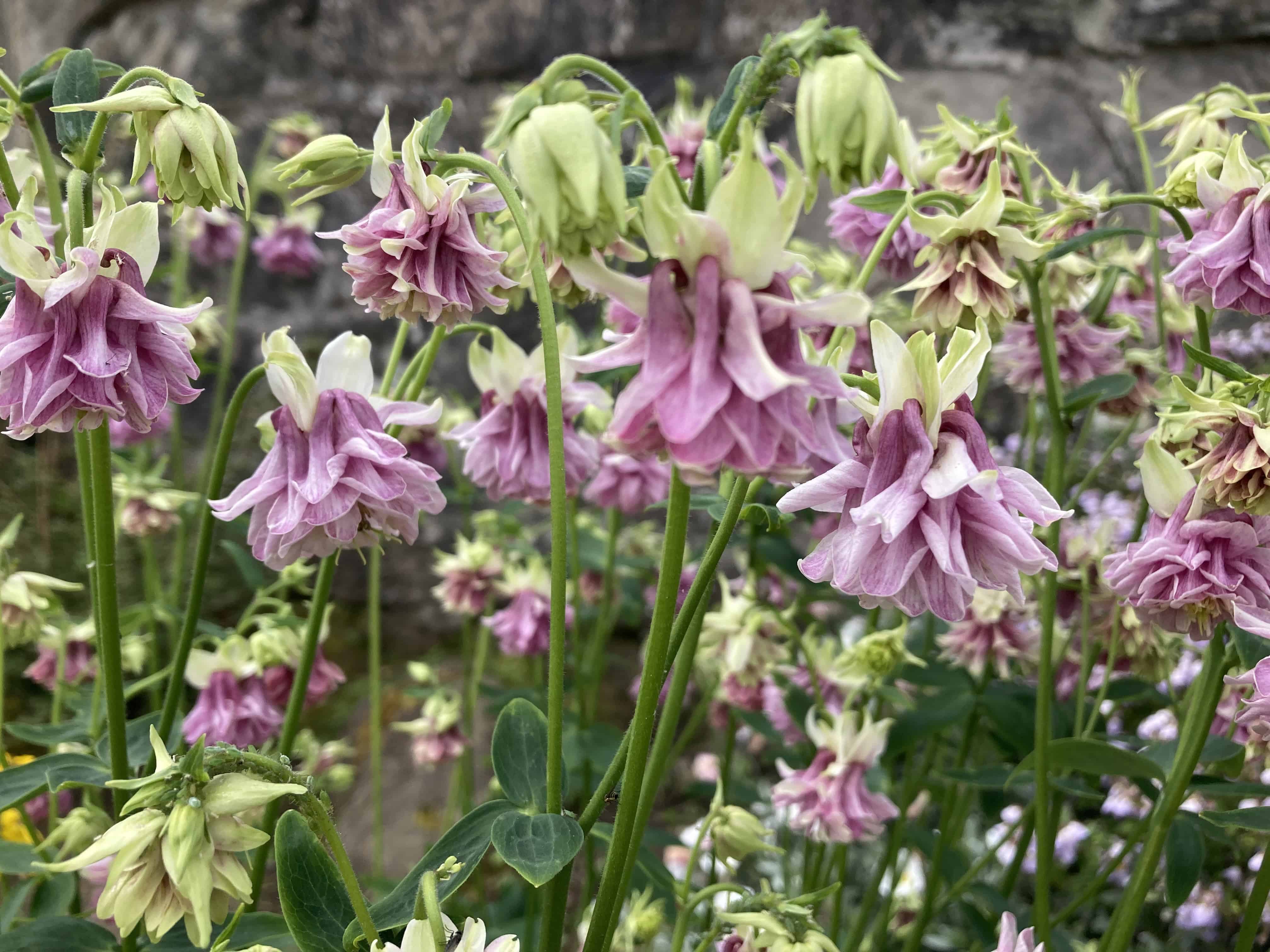 Columbine — FOTD Nov 20