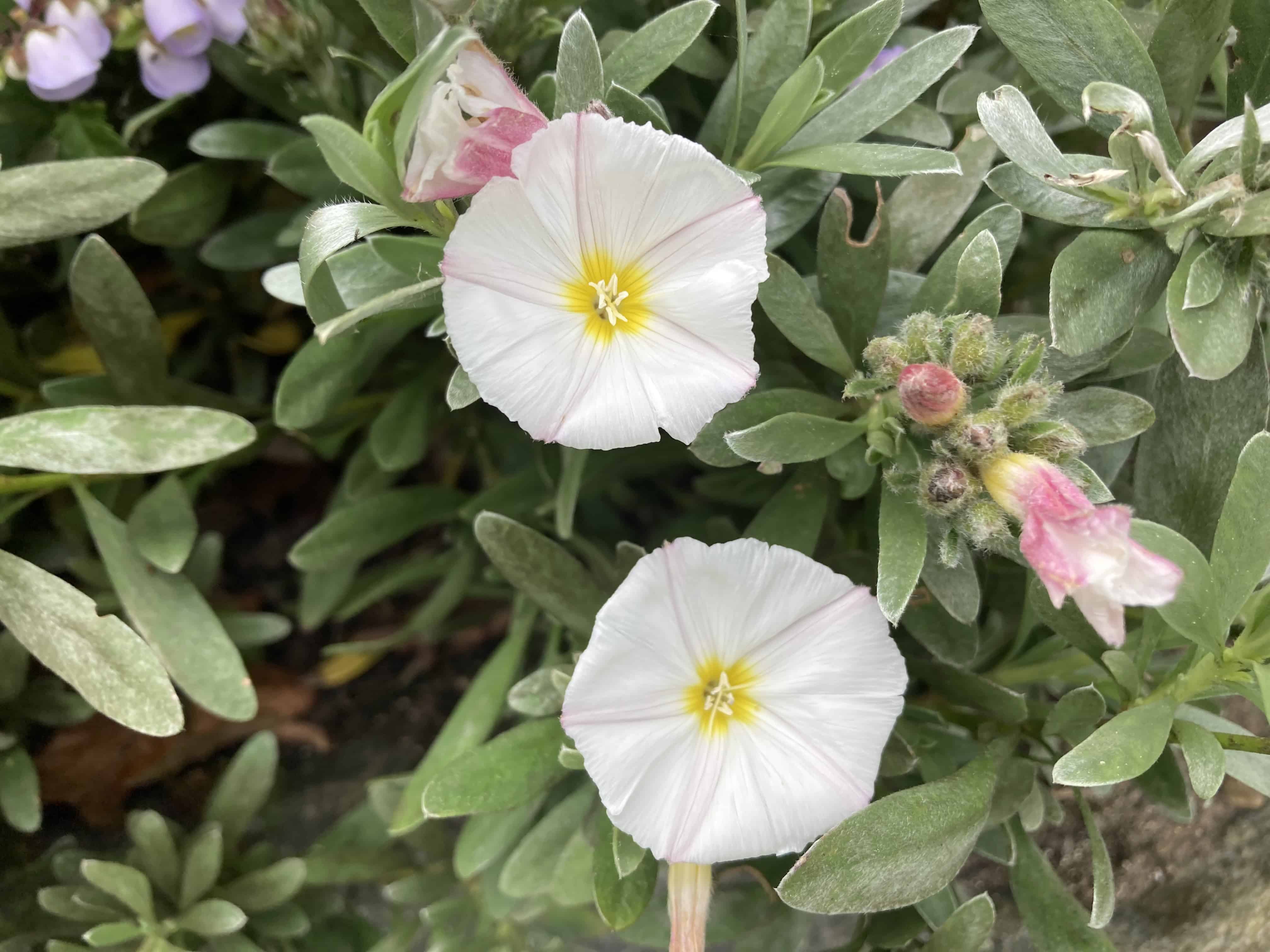 Dwarf Morning Glory — FOTD Nov 21