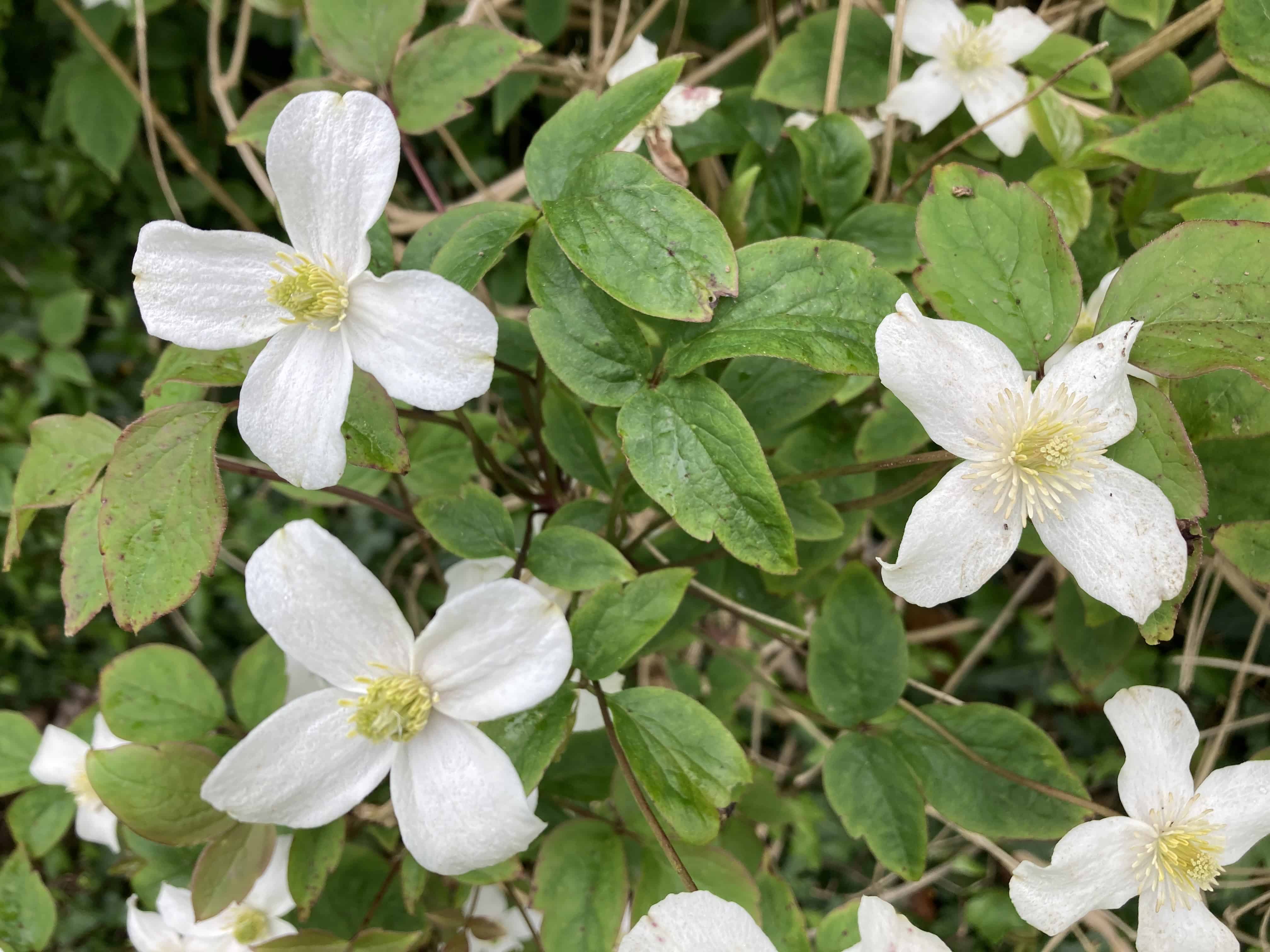 Anemone Clematis — FOTD Nov 23
