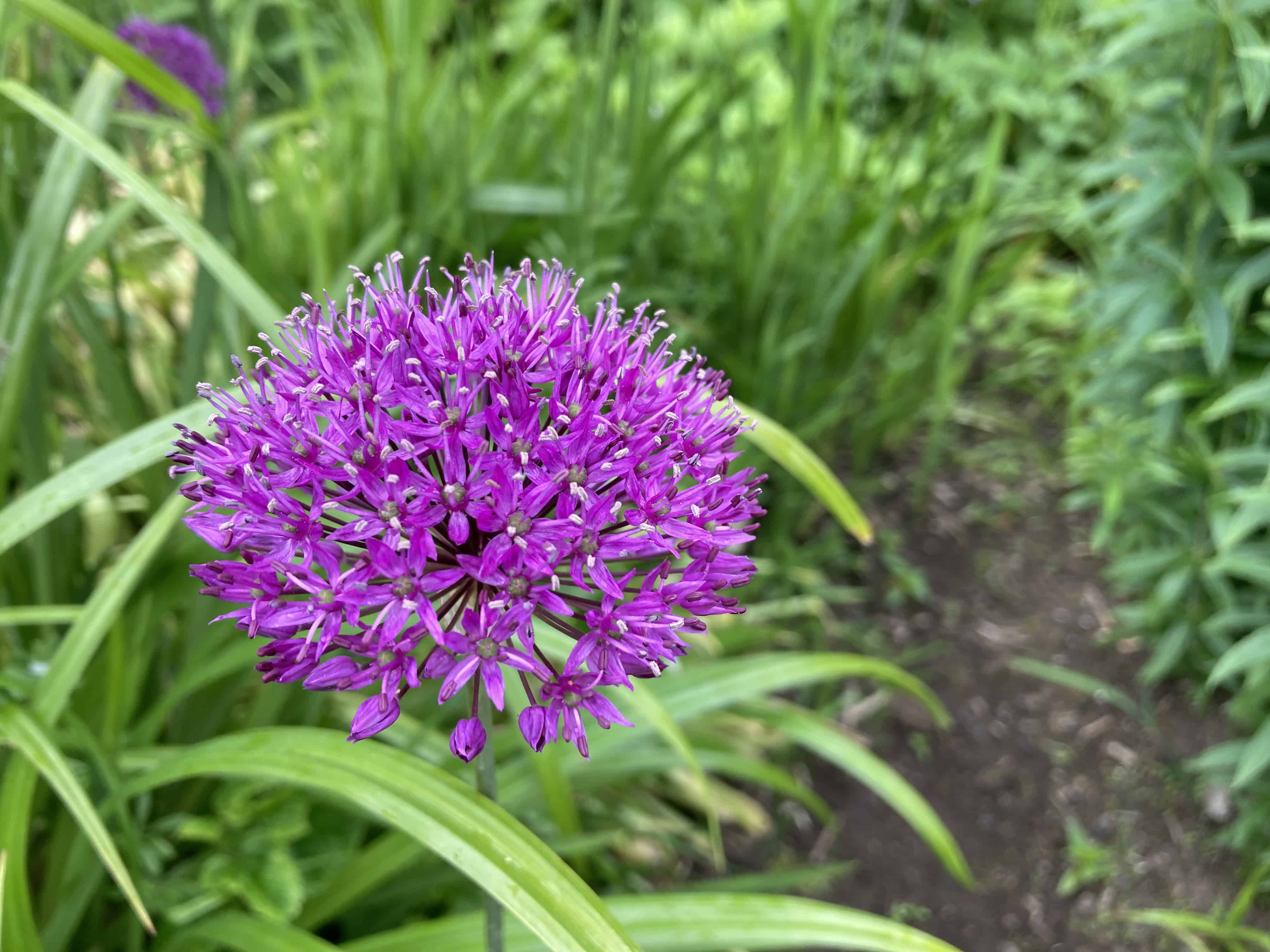 Allium — FOTD Nov 26