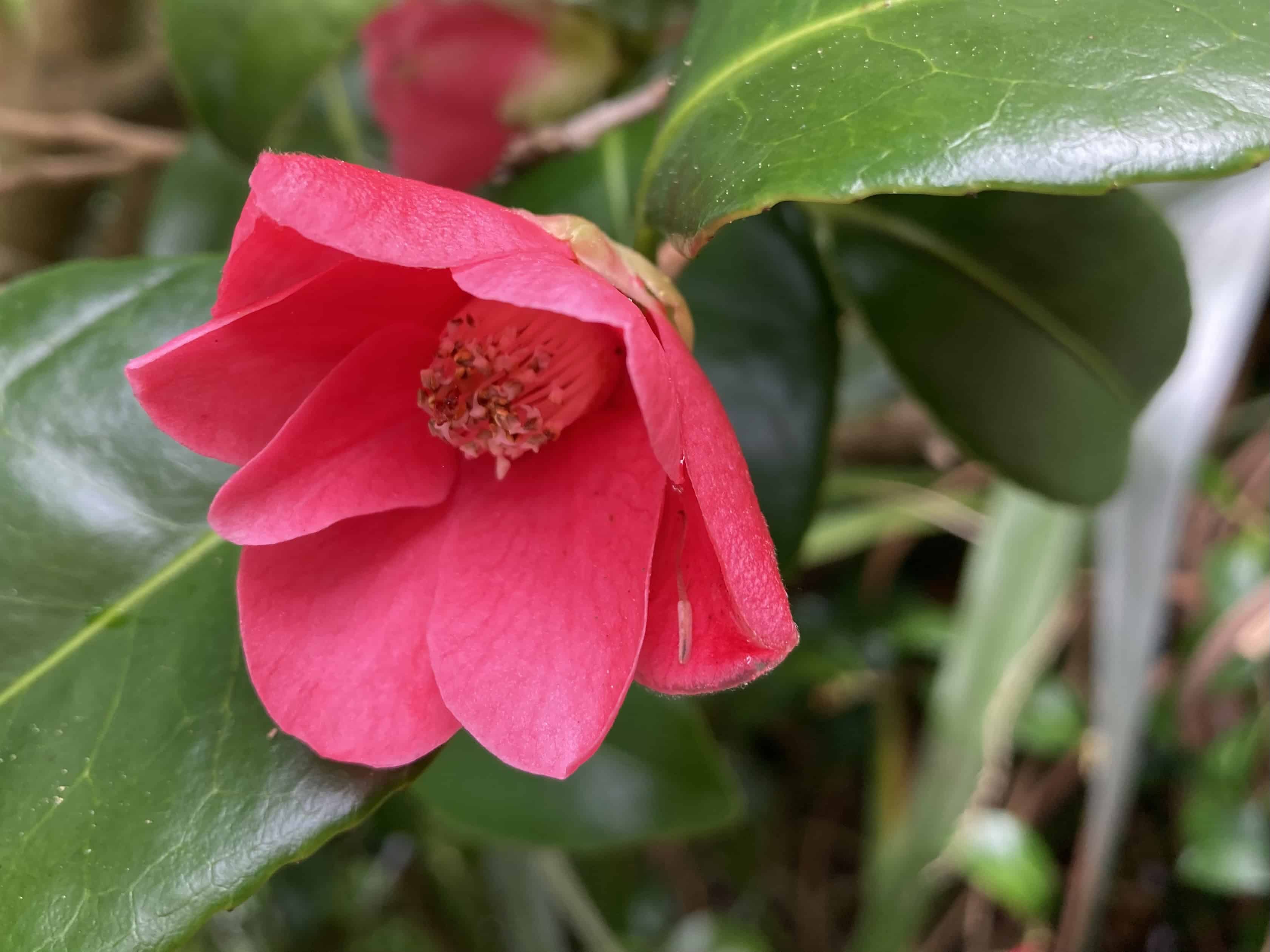 Common Camelia — FOTD Nov 27