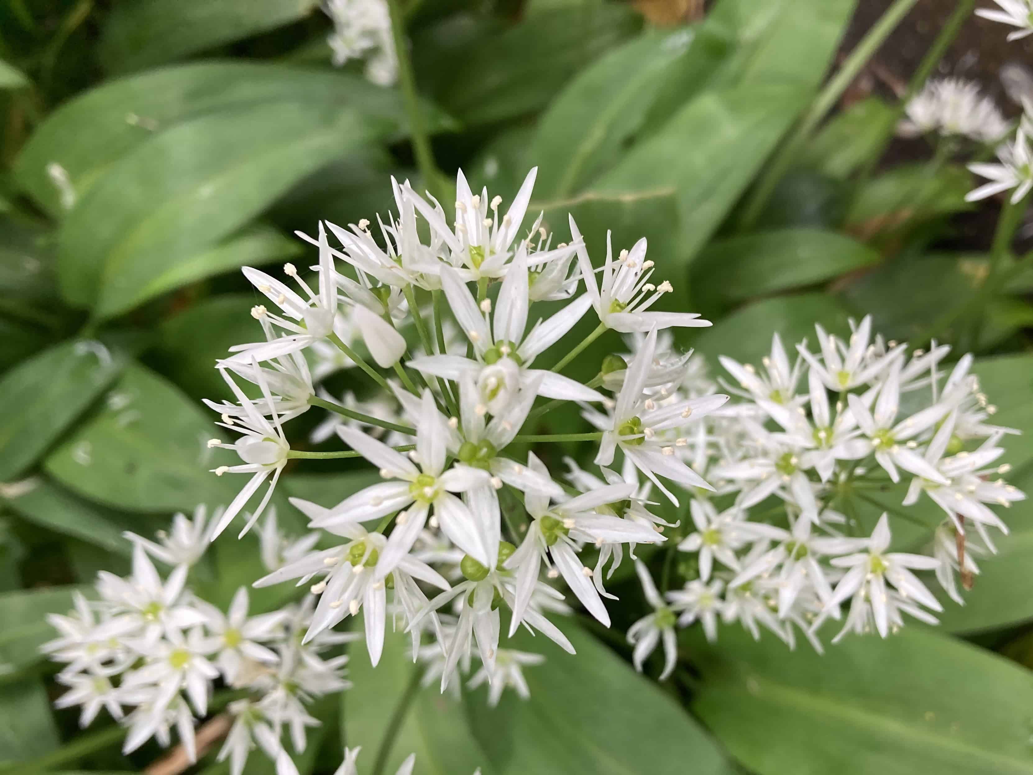 Ramsons — FOTD Nov 30