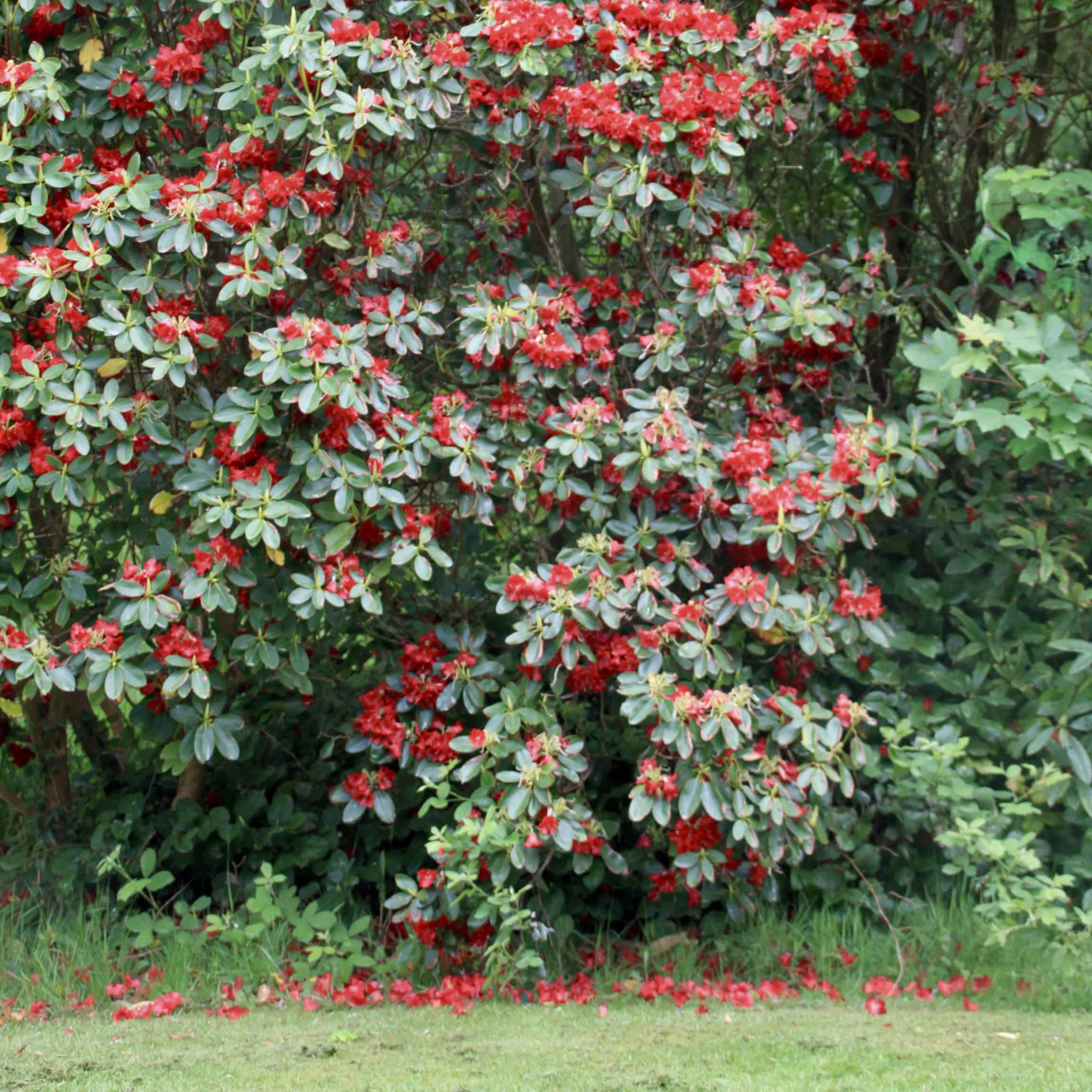 Rhododendron — FOTD Dec 07