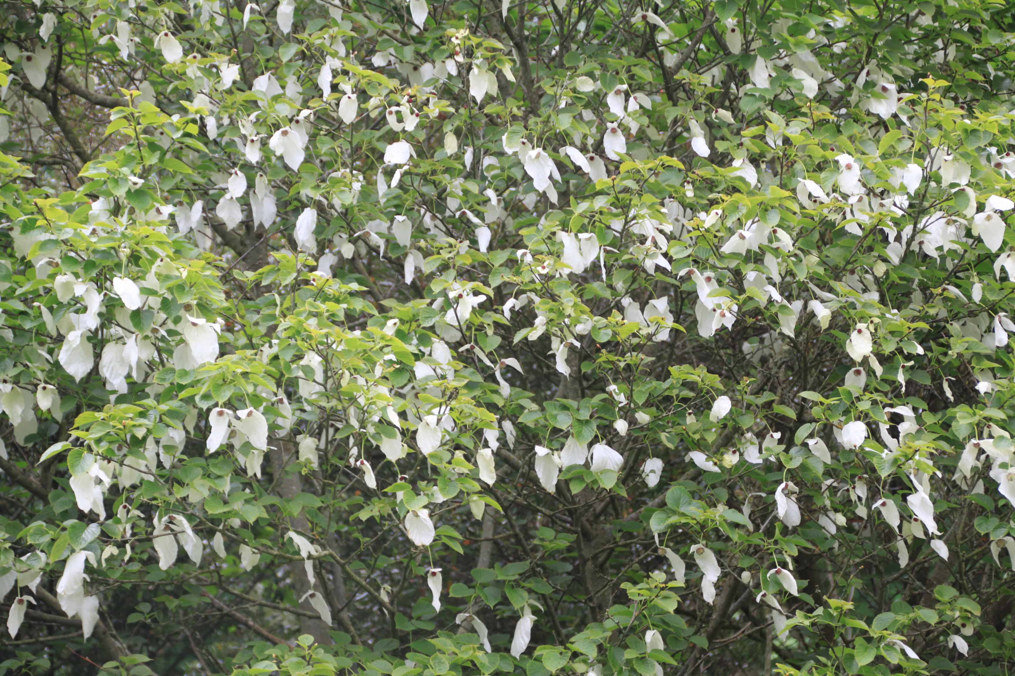 Davidia Involucrata — FOTD Dec 10