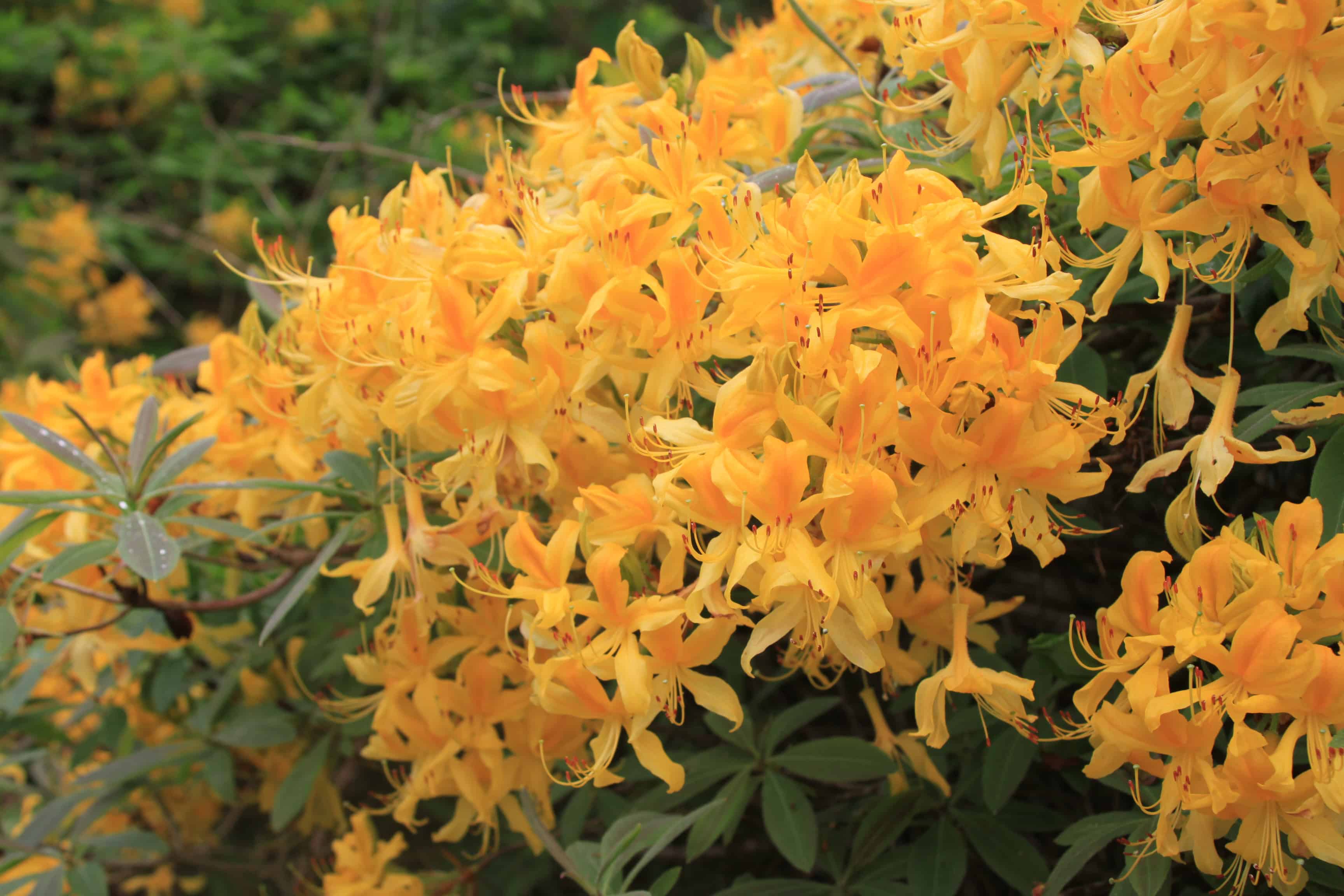 Rhododendron — FOTD Dec 09