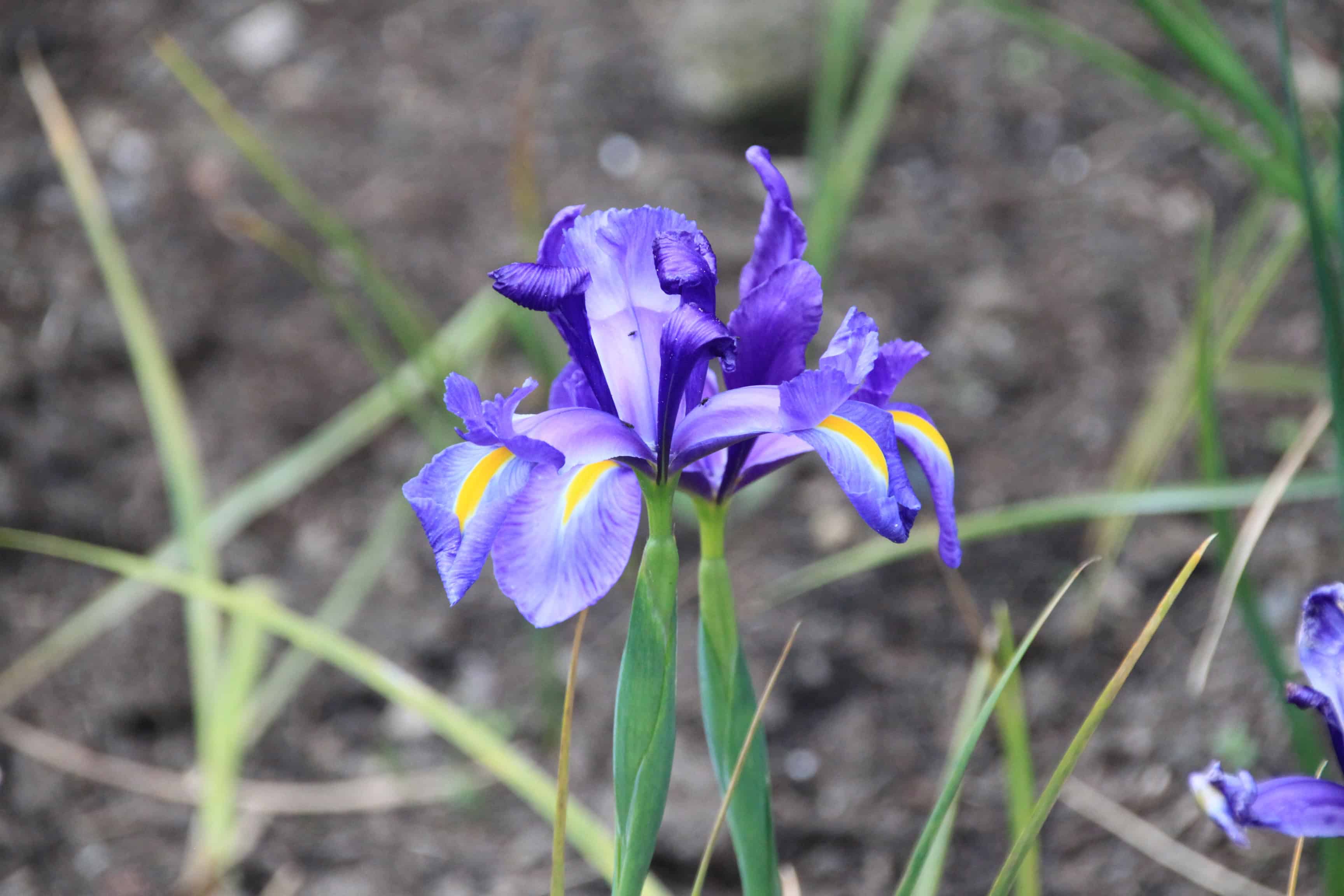 Iris — FOTD Dec 25
