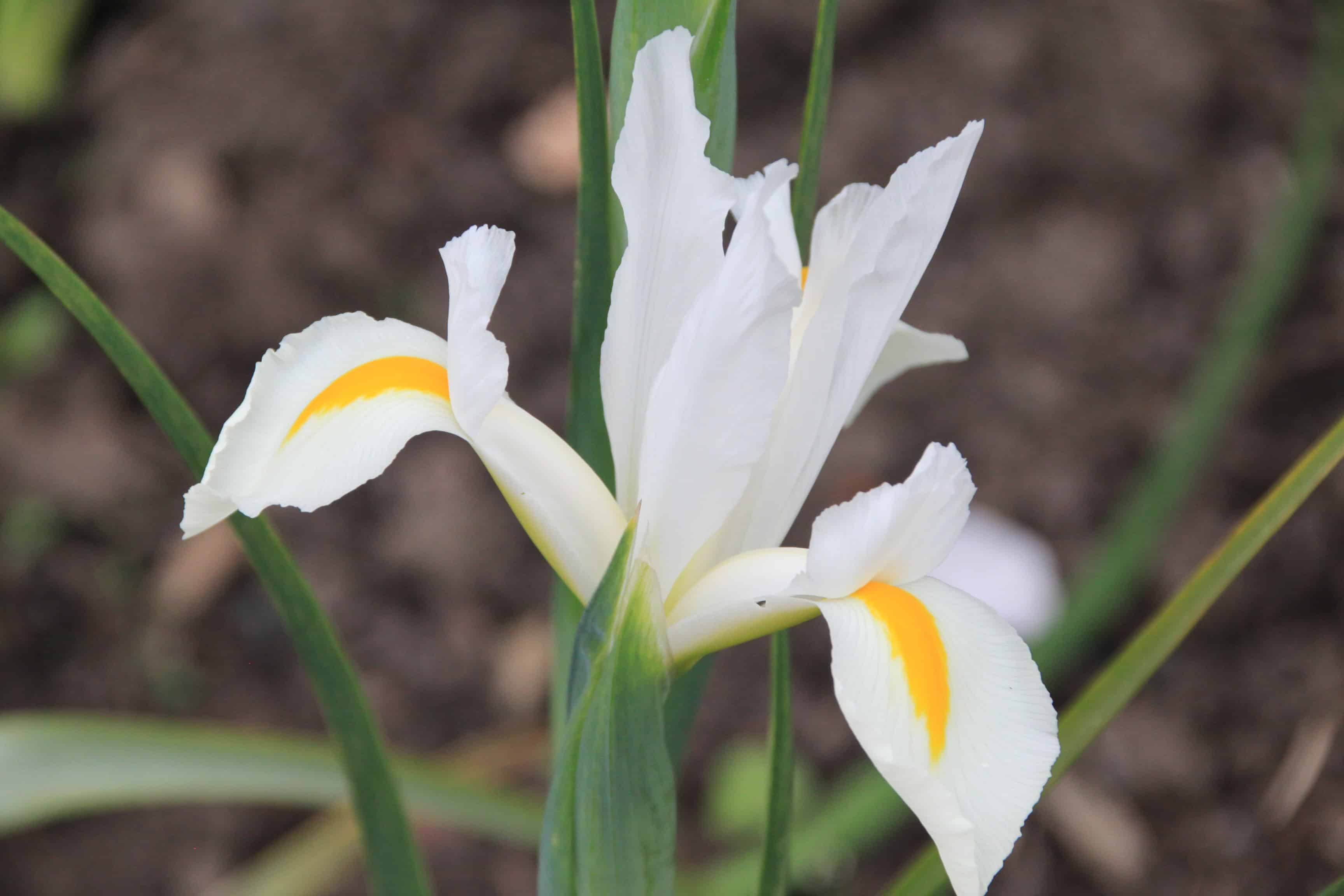 Iris — FOTD Dec 26