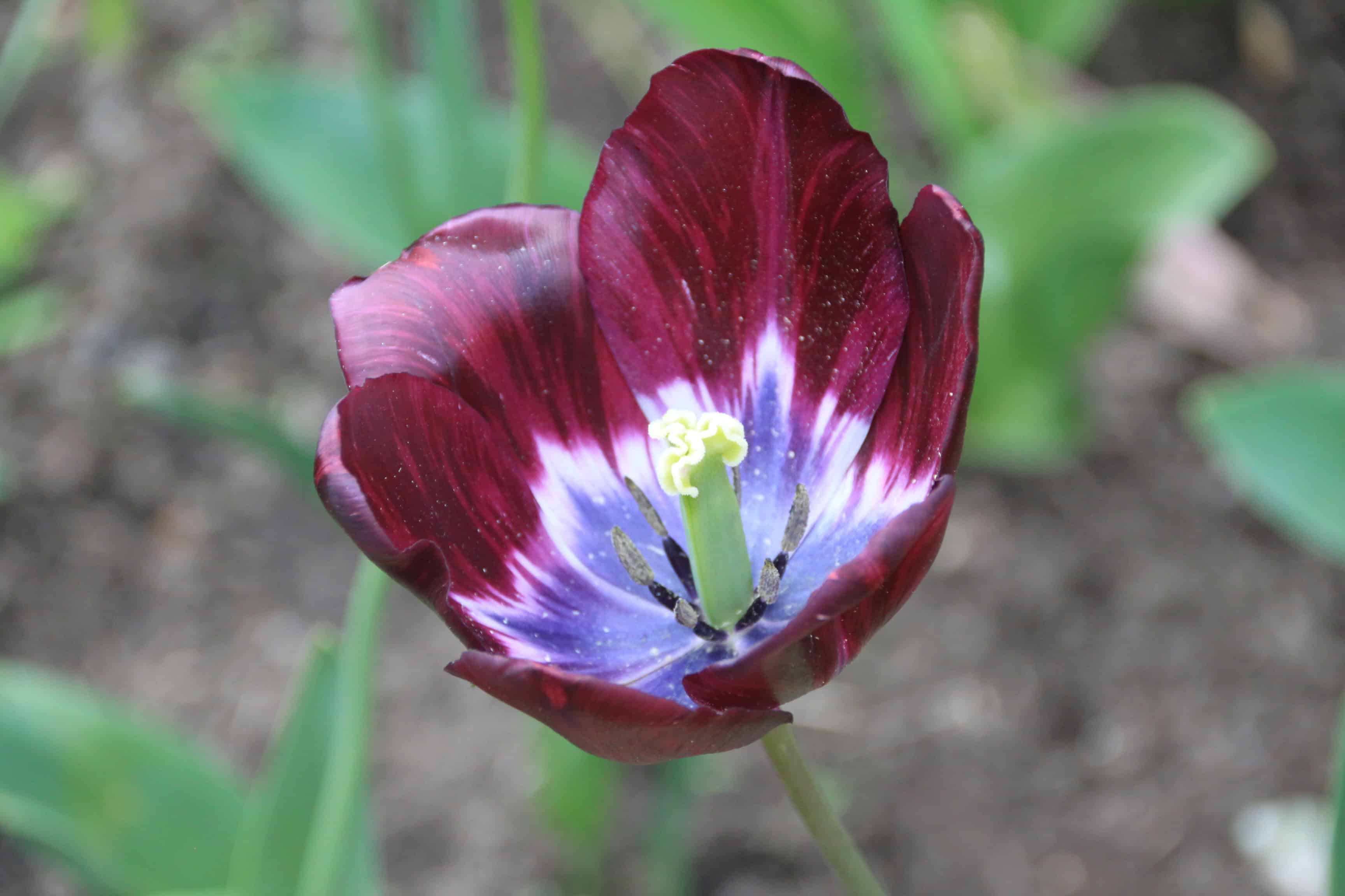 Tulip — FOTD Dec 11
