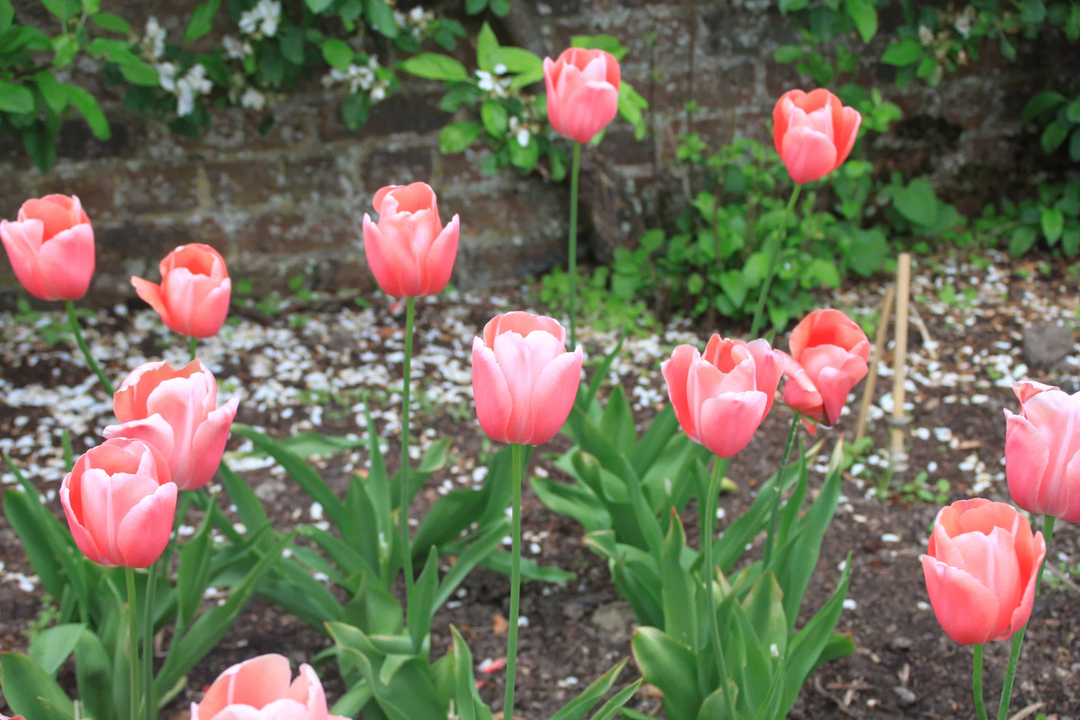 Tulips — FOTD Dec 27