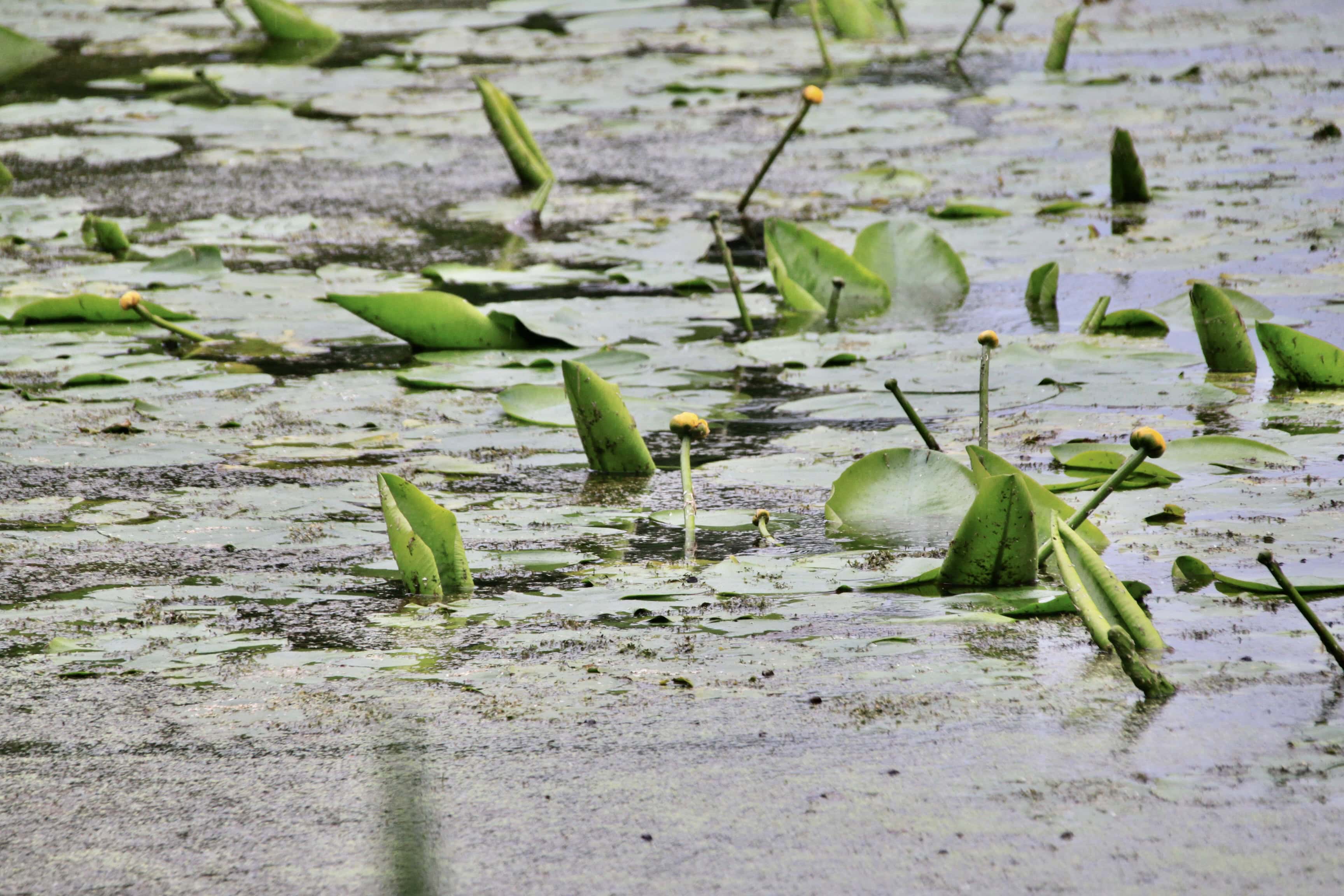 Water Lilies — FOTD Dec 28