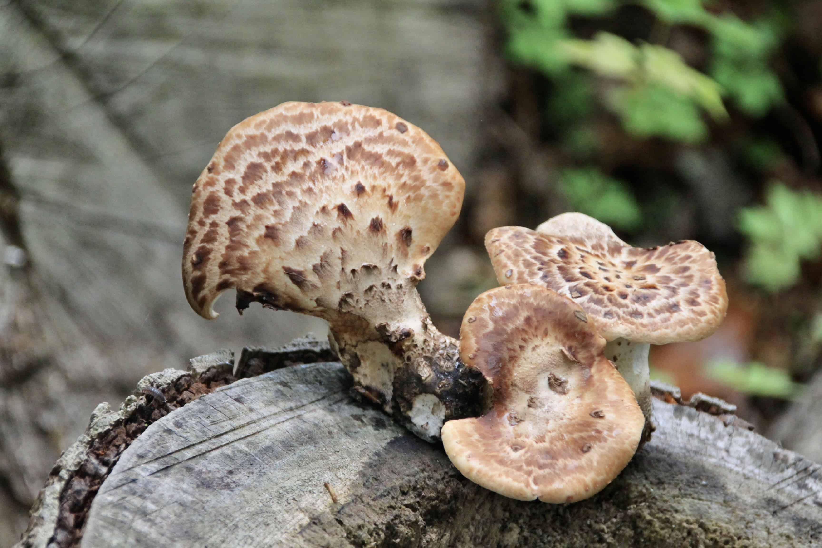 Fungus — FOTD Jan 01