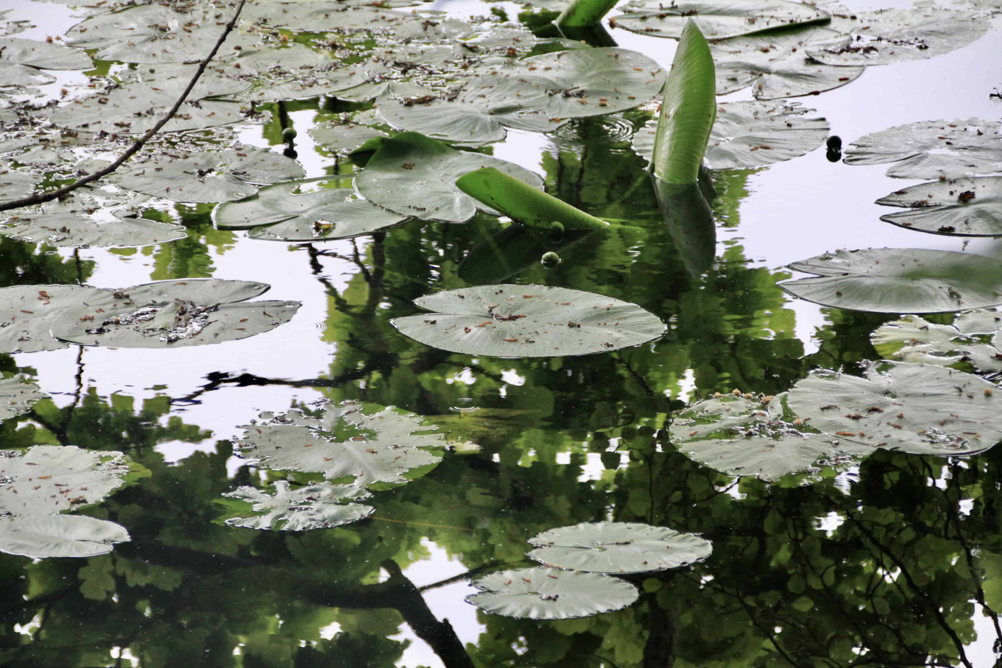 Lillies On Swan Pond — Water Water Everywhere #251